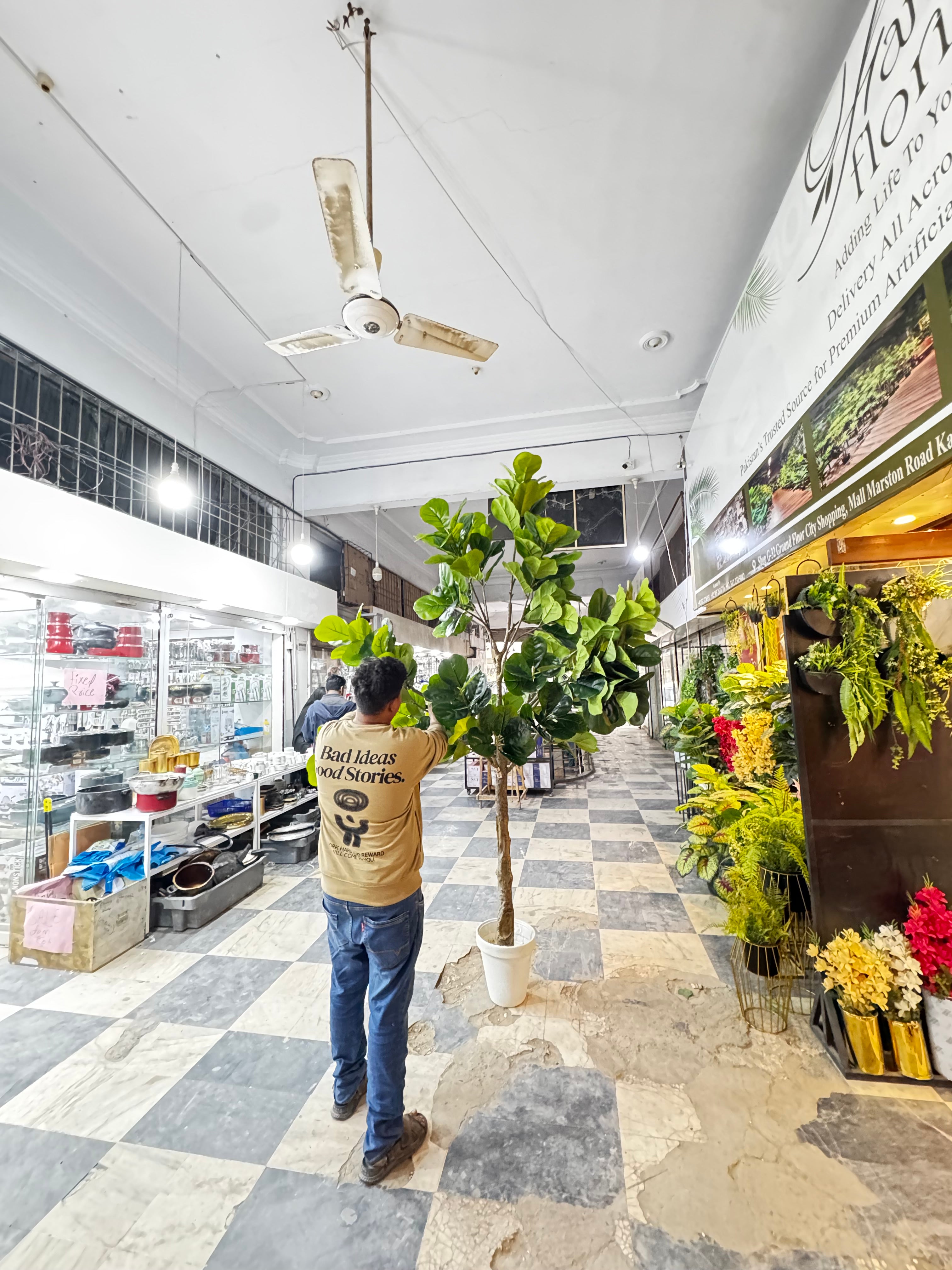 Majestic Fiddle Fig Tree