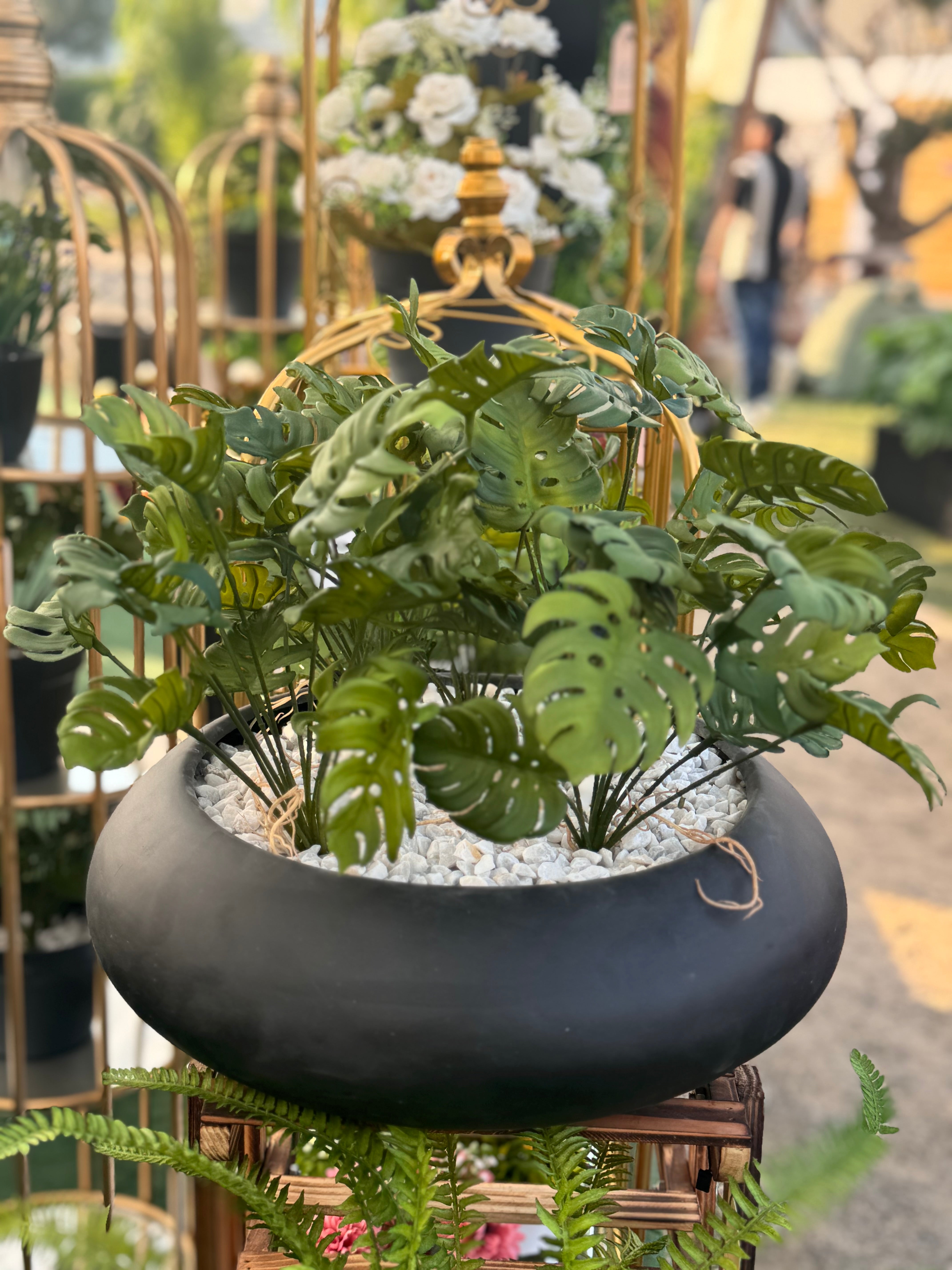 Exclusive Monstera with Fiber bowl