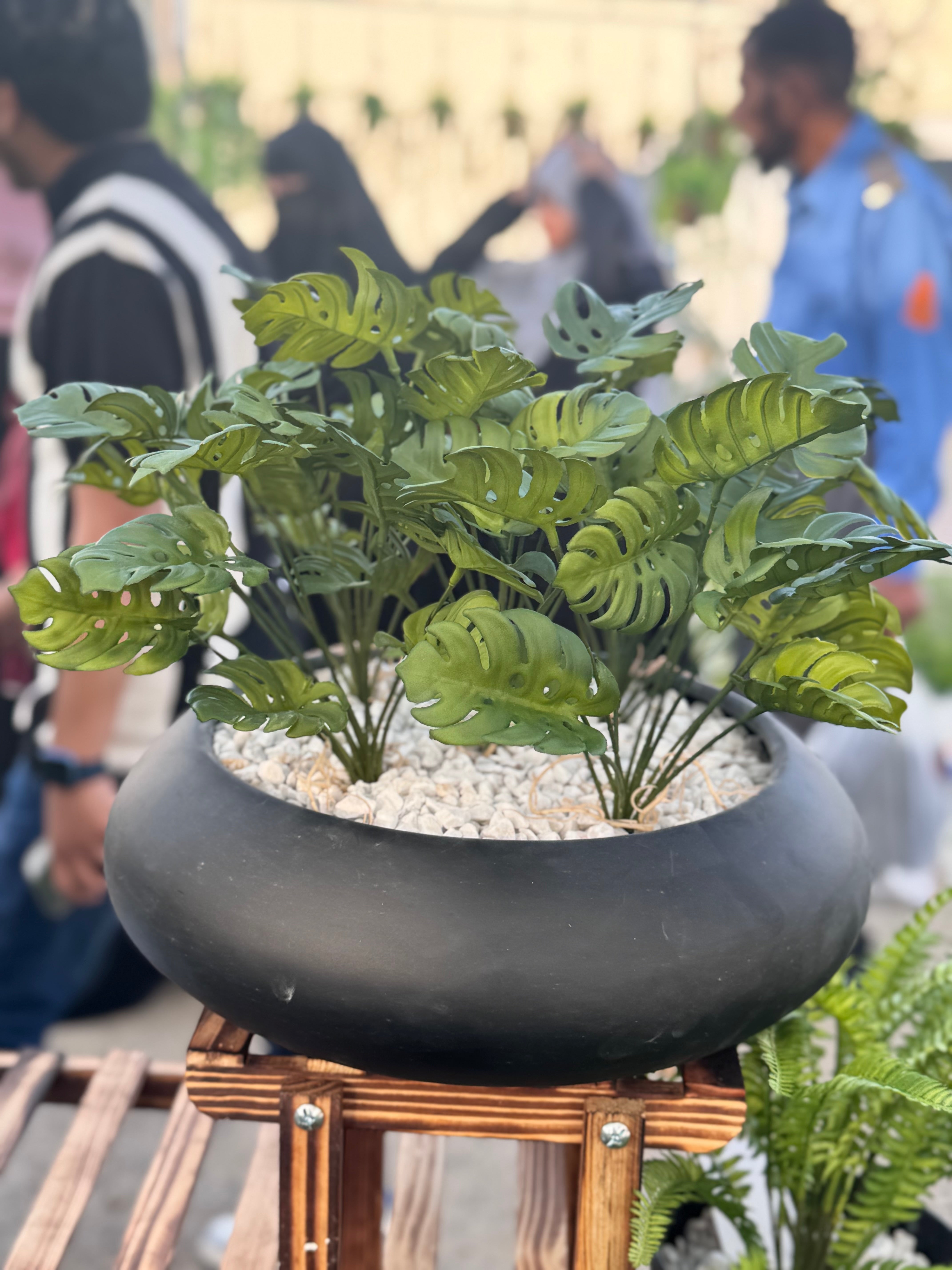 Exclusive Monstera with Fiber bowl