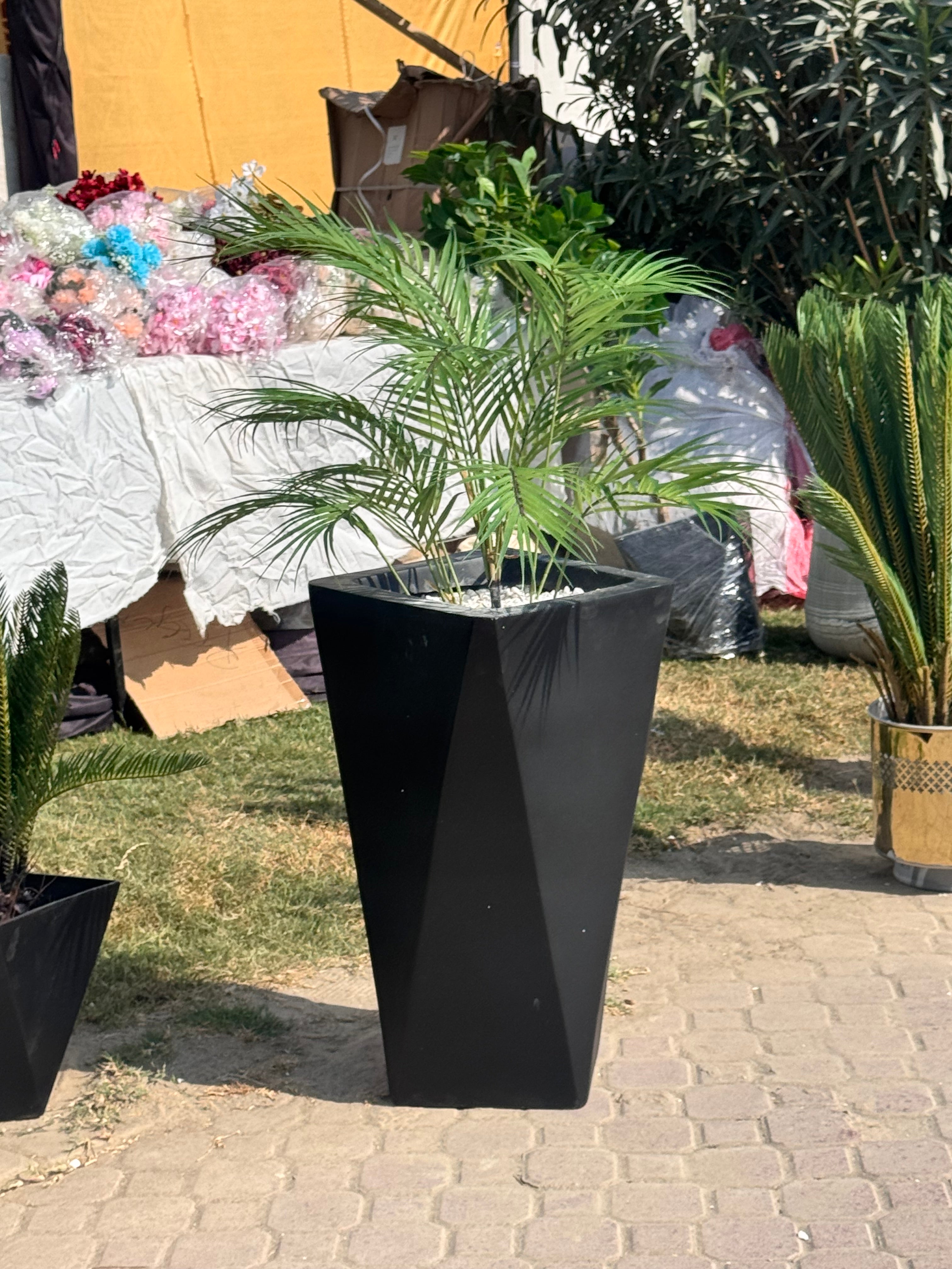 Exclusive areeca palm with planter – Fantasia Florist