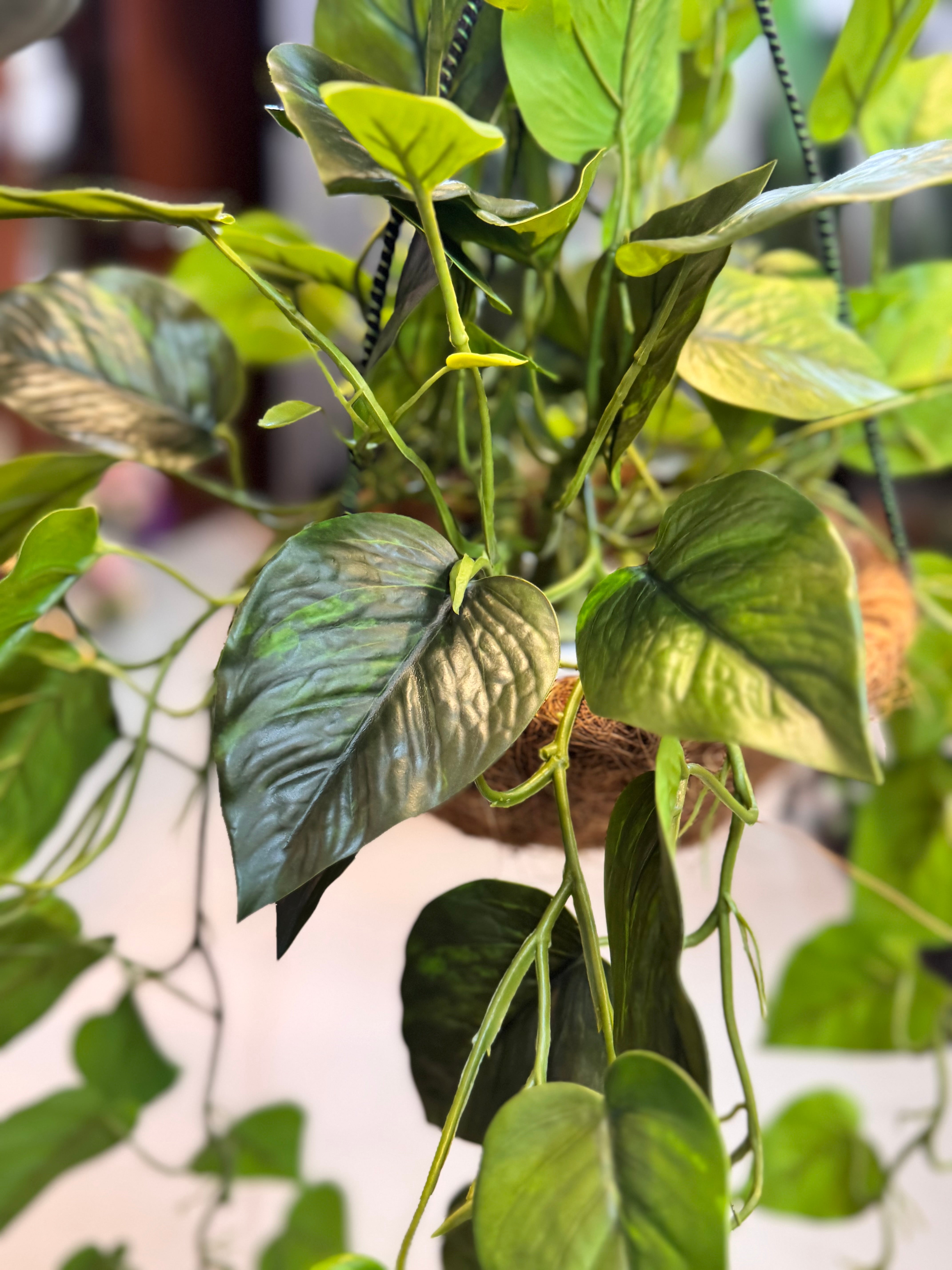 Premium Moneyplant hanging basket