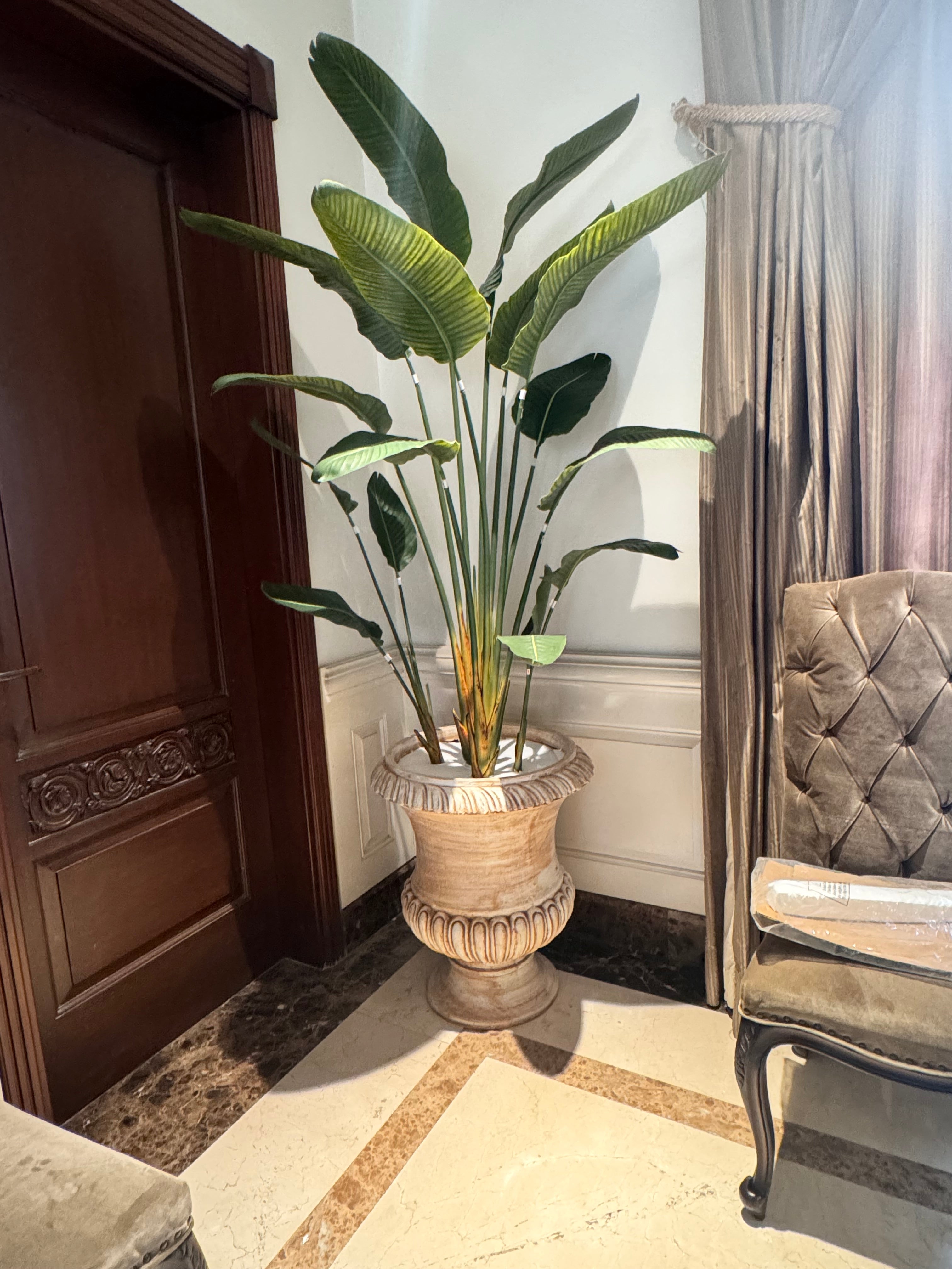 Majestic Banana Palm with Antique Victorian Urn