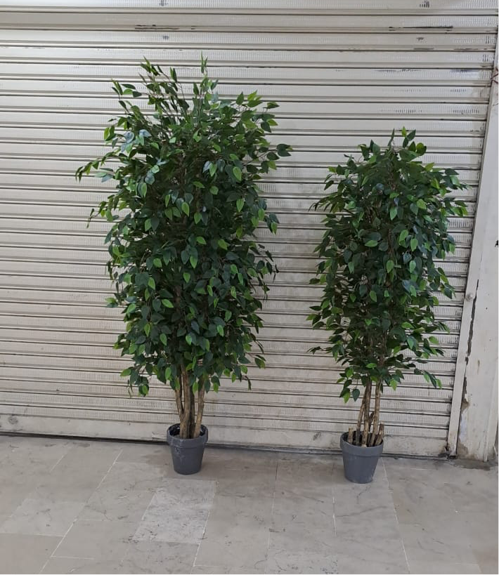 Bushy ficus tree