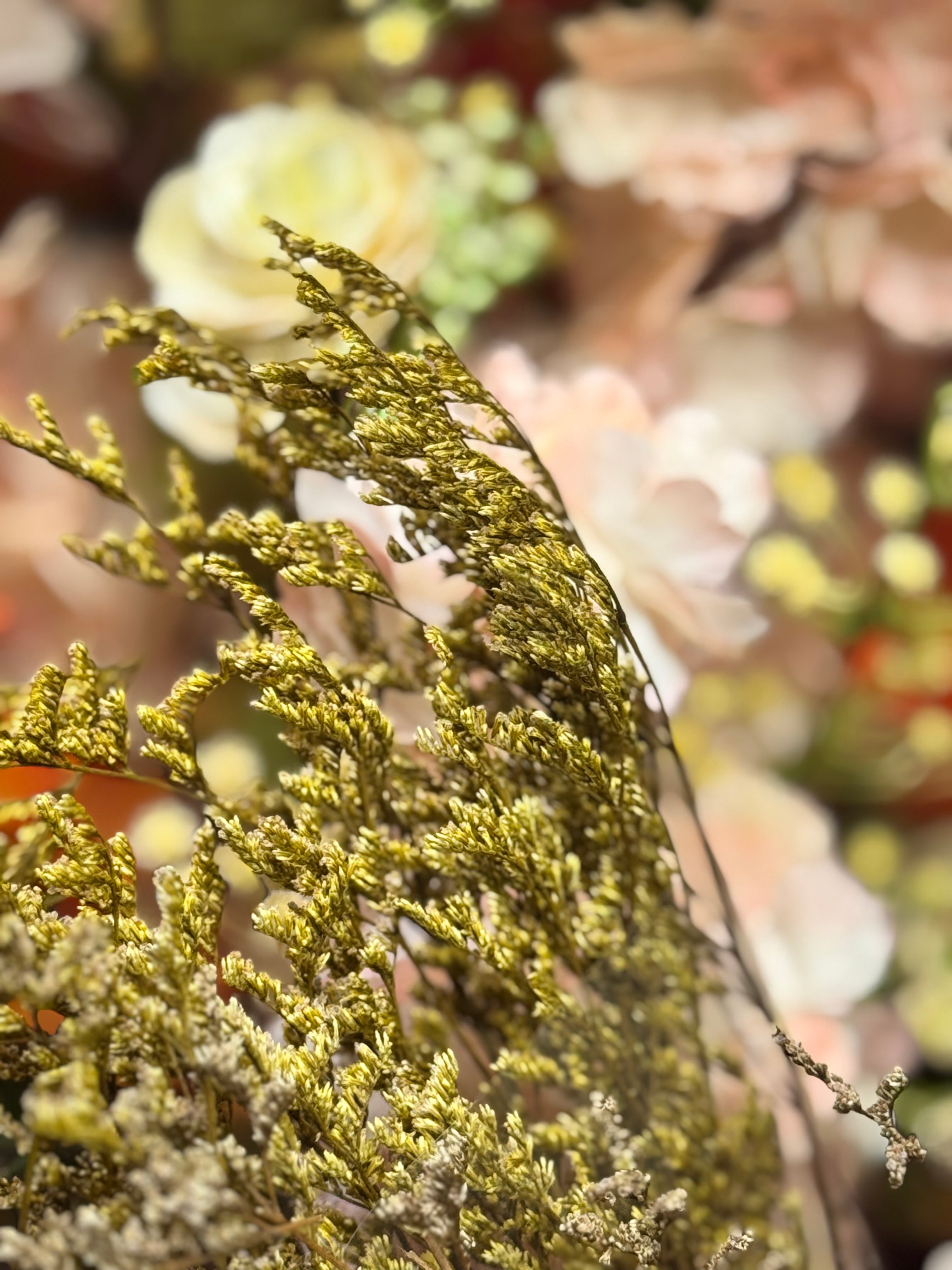 Premium Dried floral packet