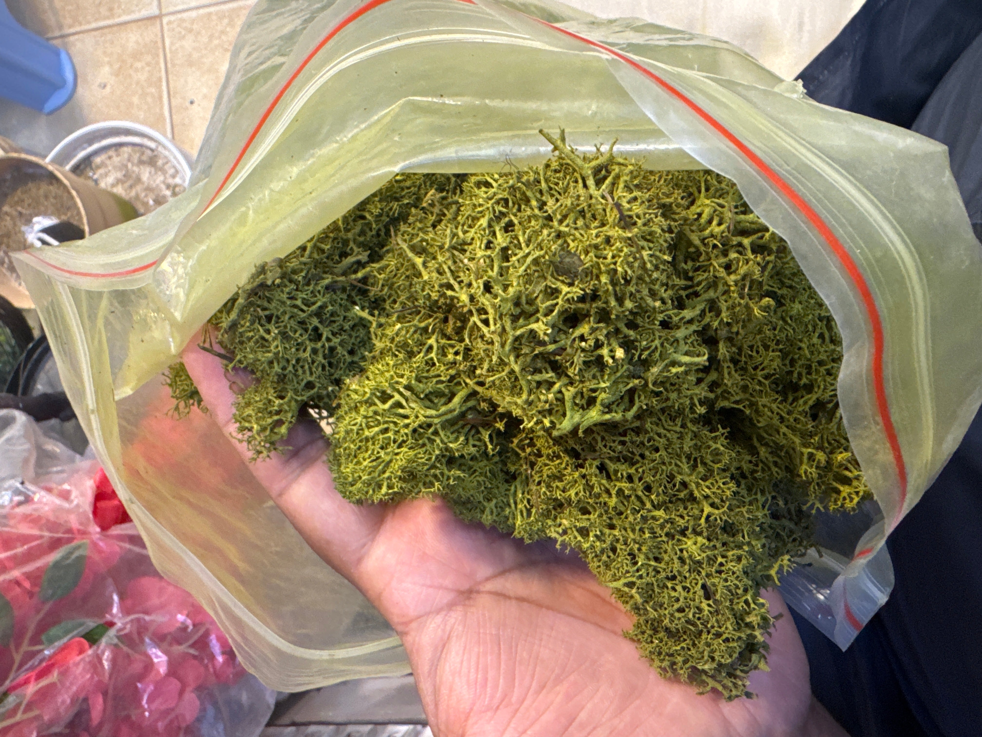 Natural Preserved -Moss