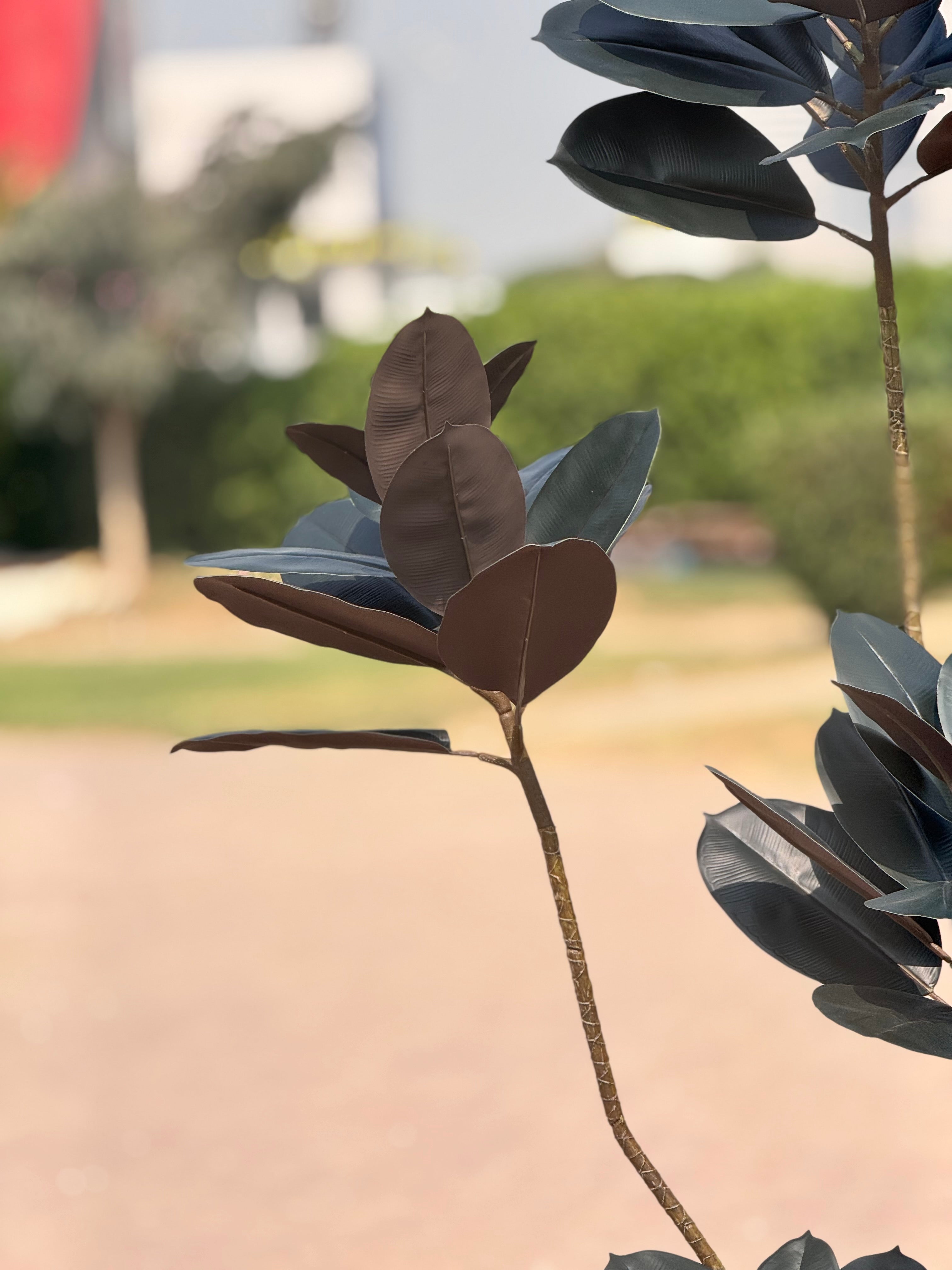 Exclusive Rubber Plant