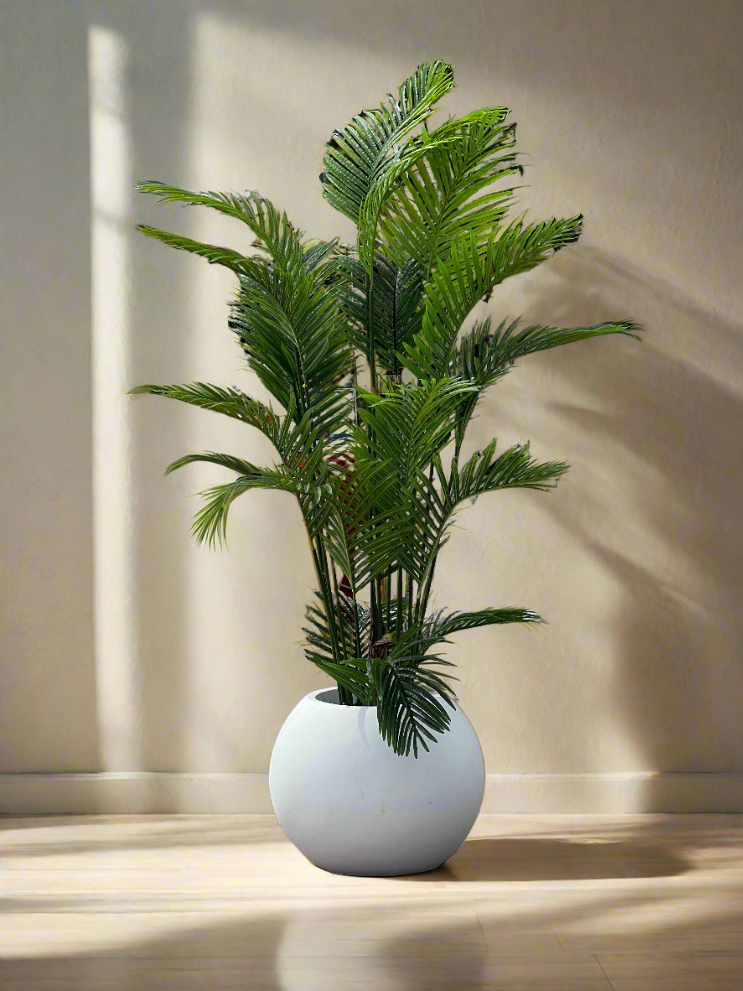 areca palm in planter Areca Palm with sphere planter – Fantasia Florist