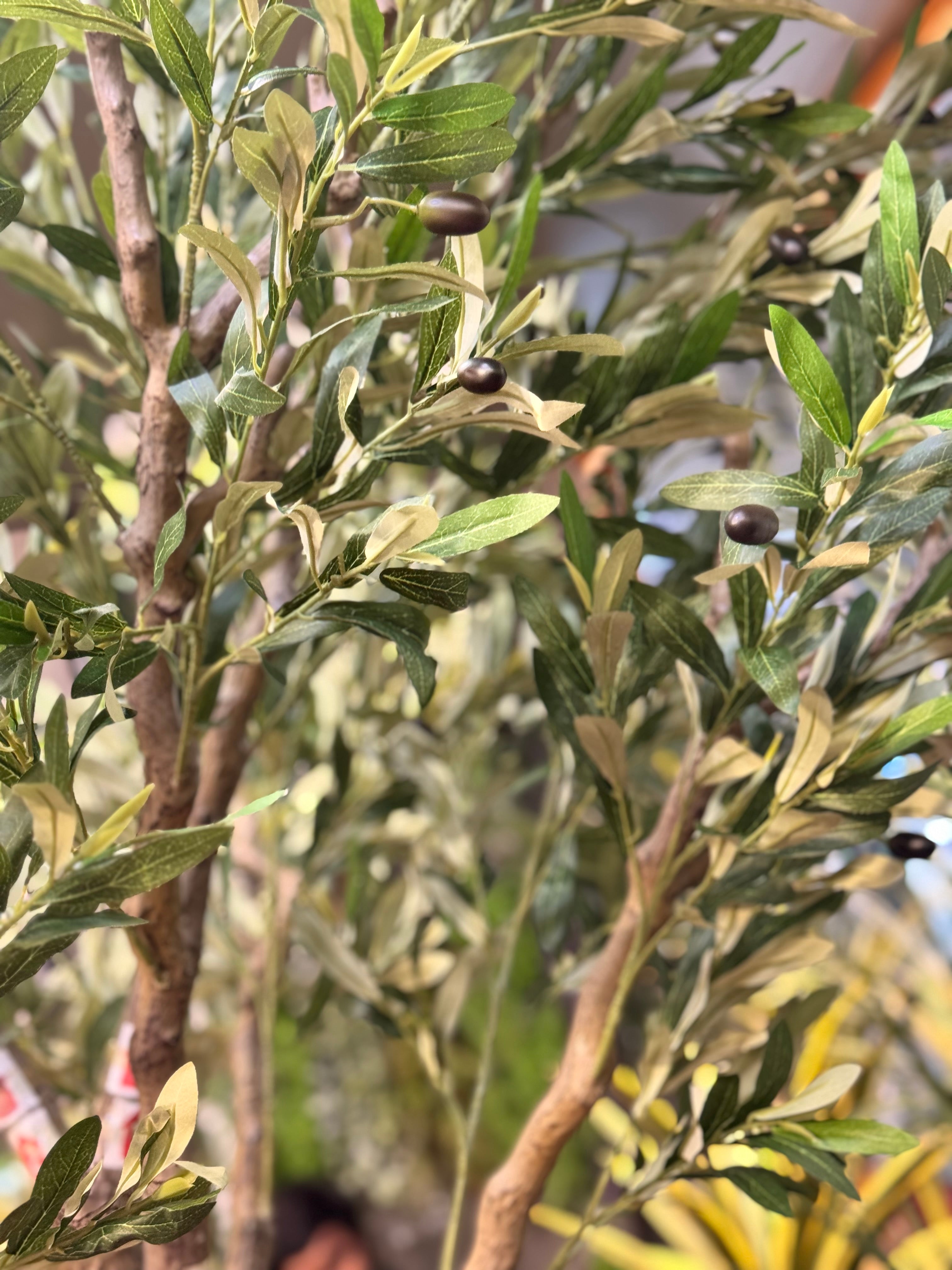 MAJESTIC OLIVE TREE