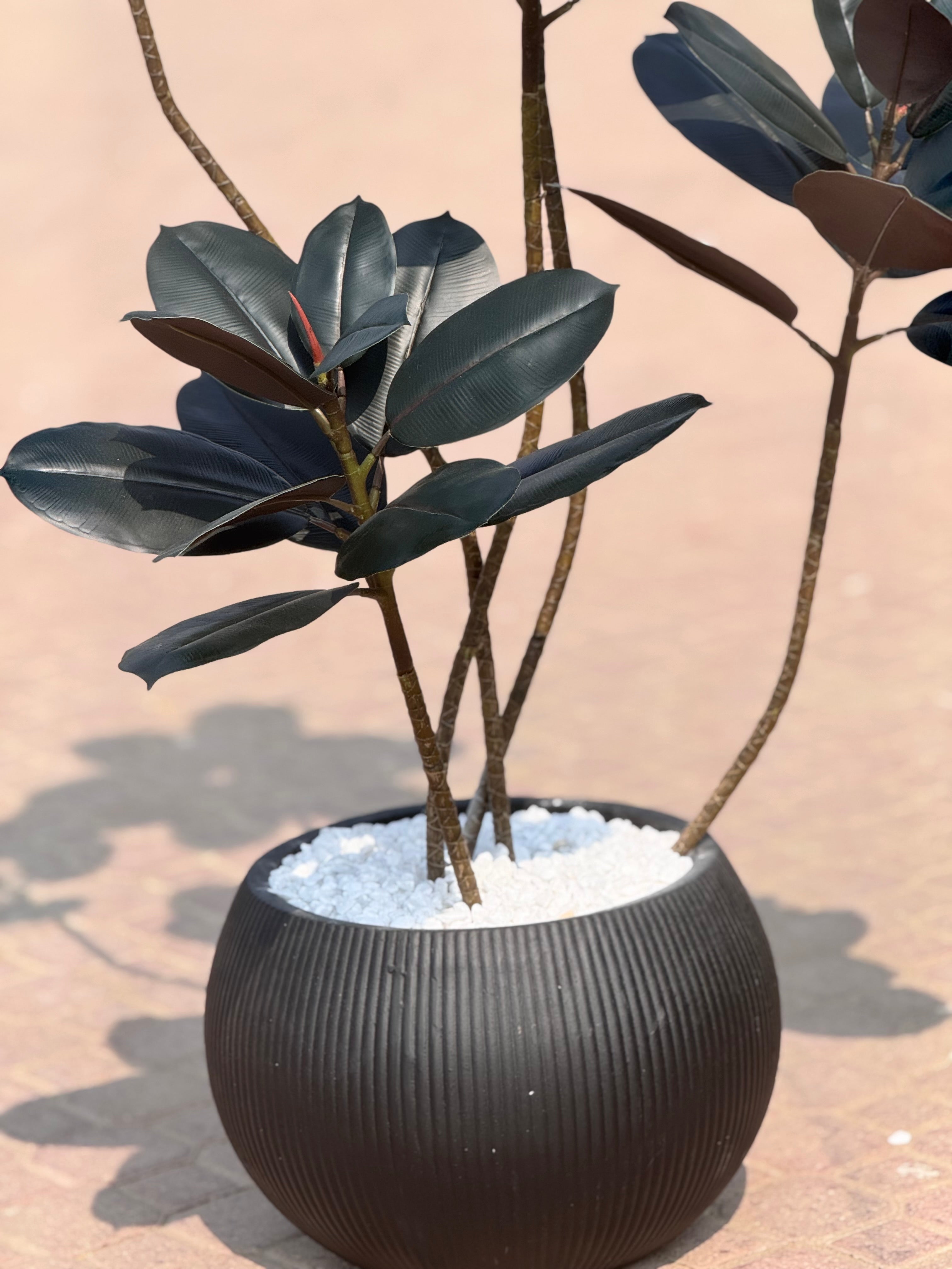 Exclusive Rubber Plant