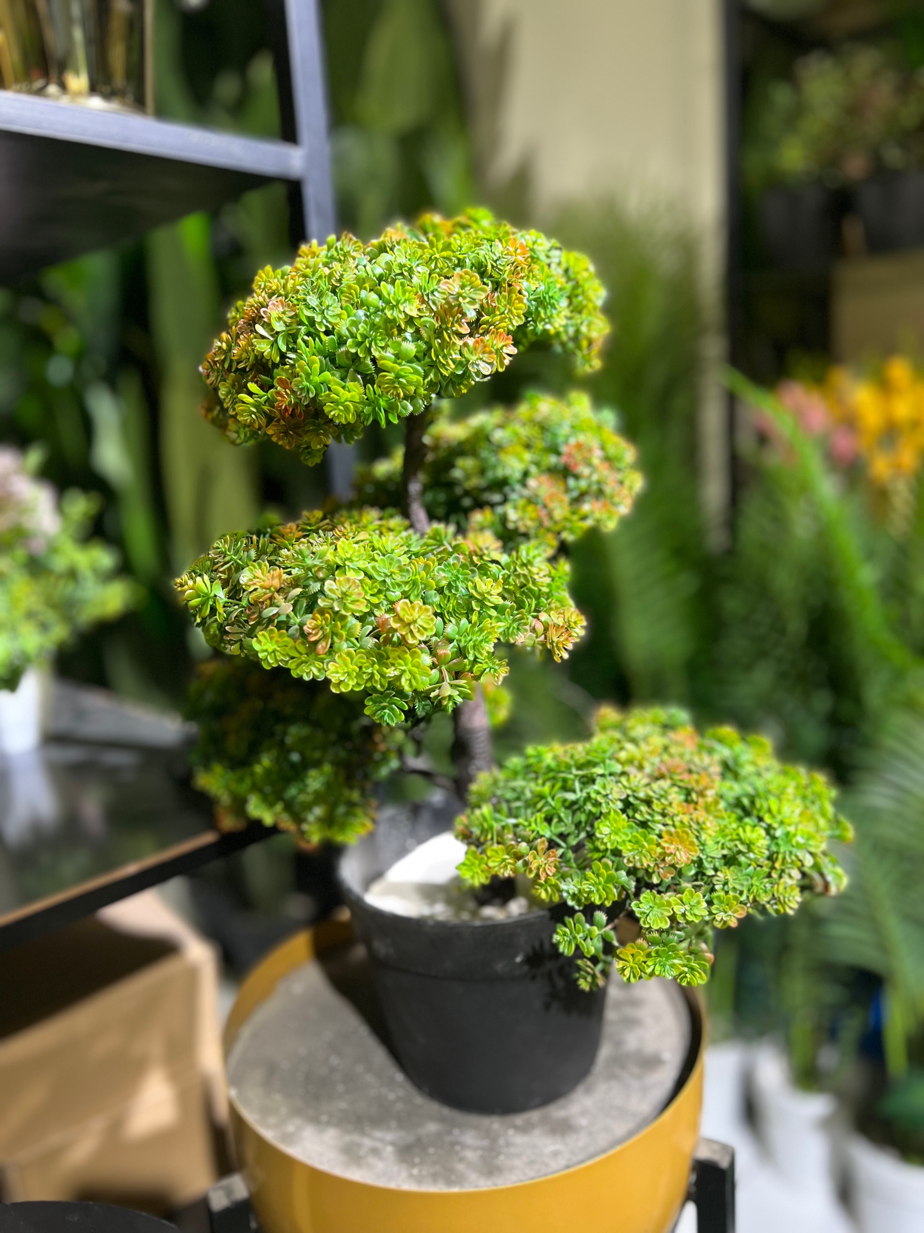Bonzai plants for table