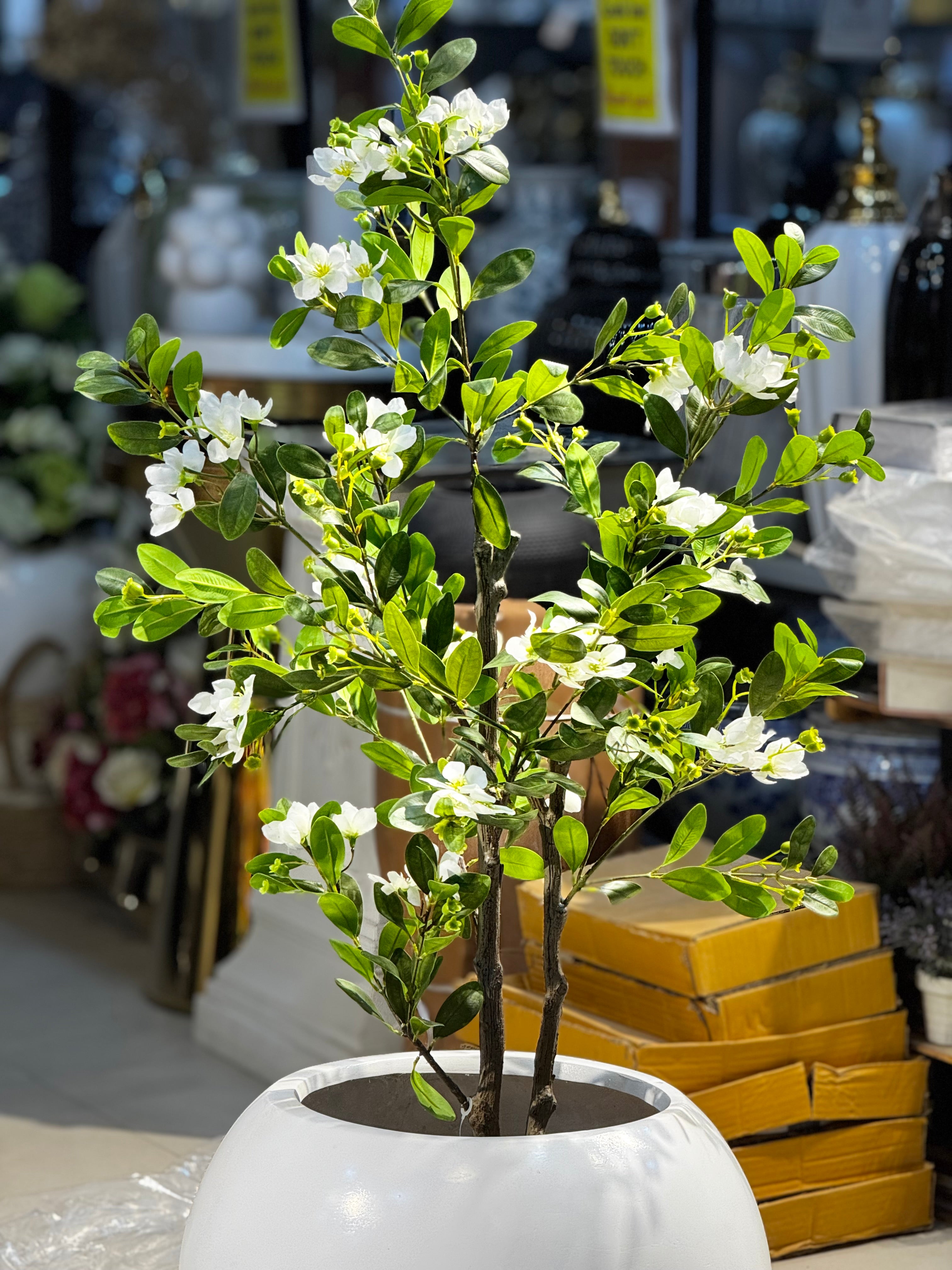 Elysian white blossom Tree