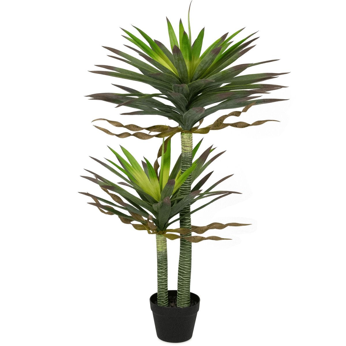 Premium DRACAENA
