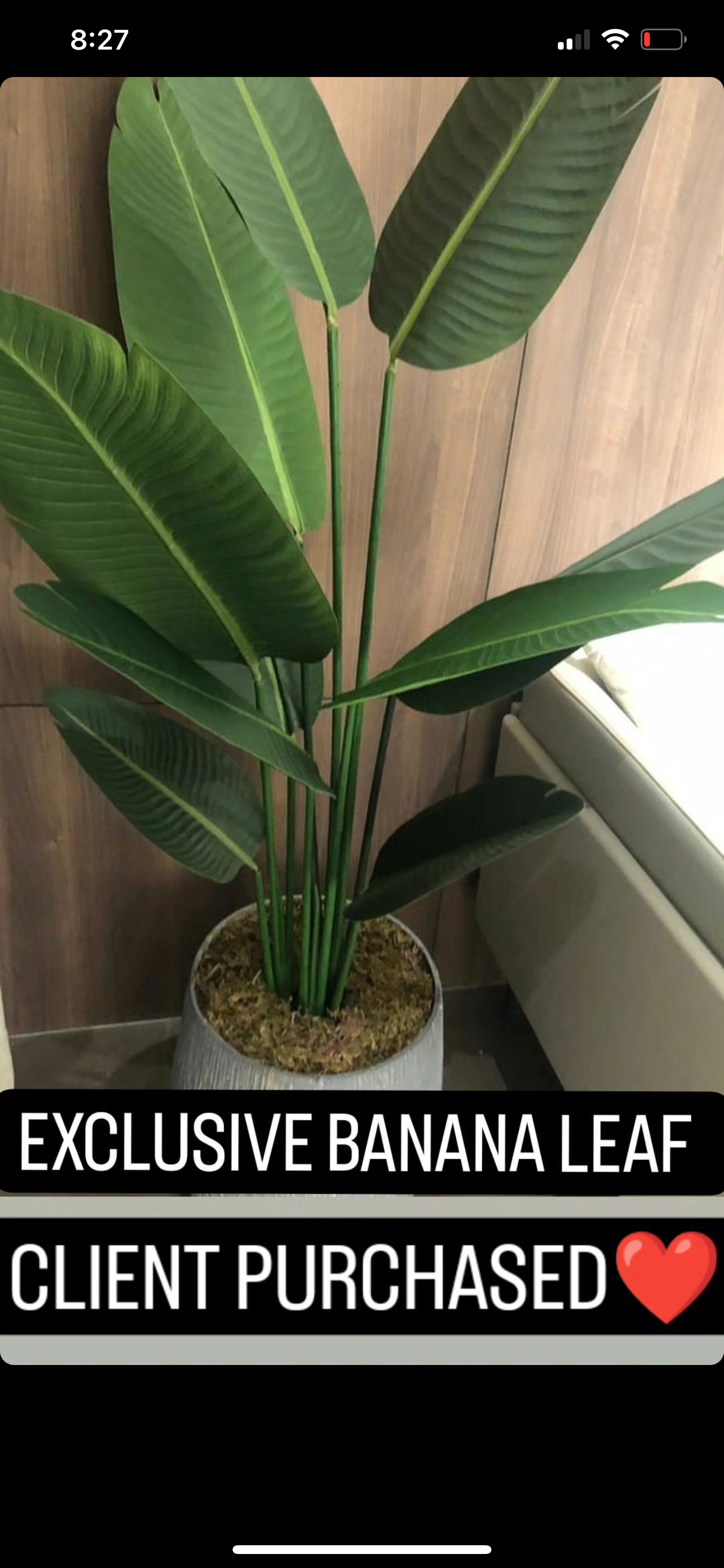 Imported High-end Banana Palm