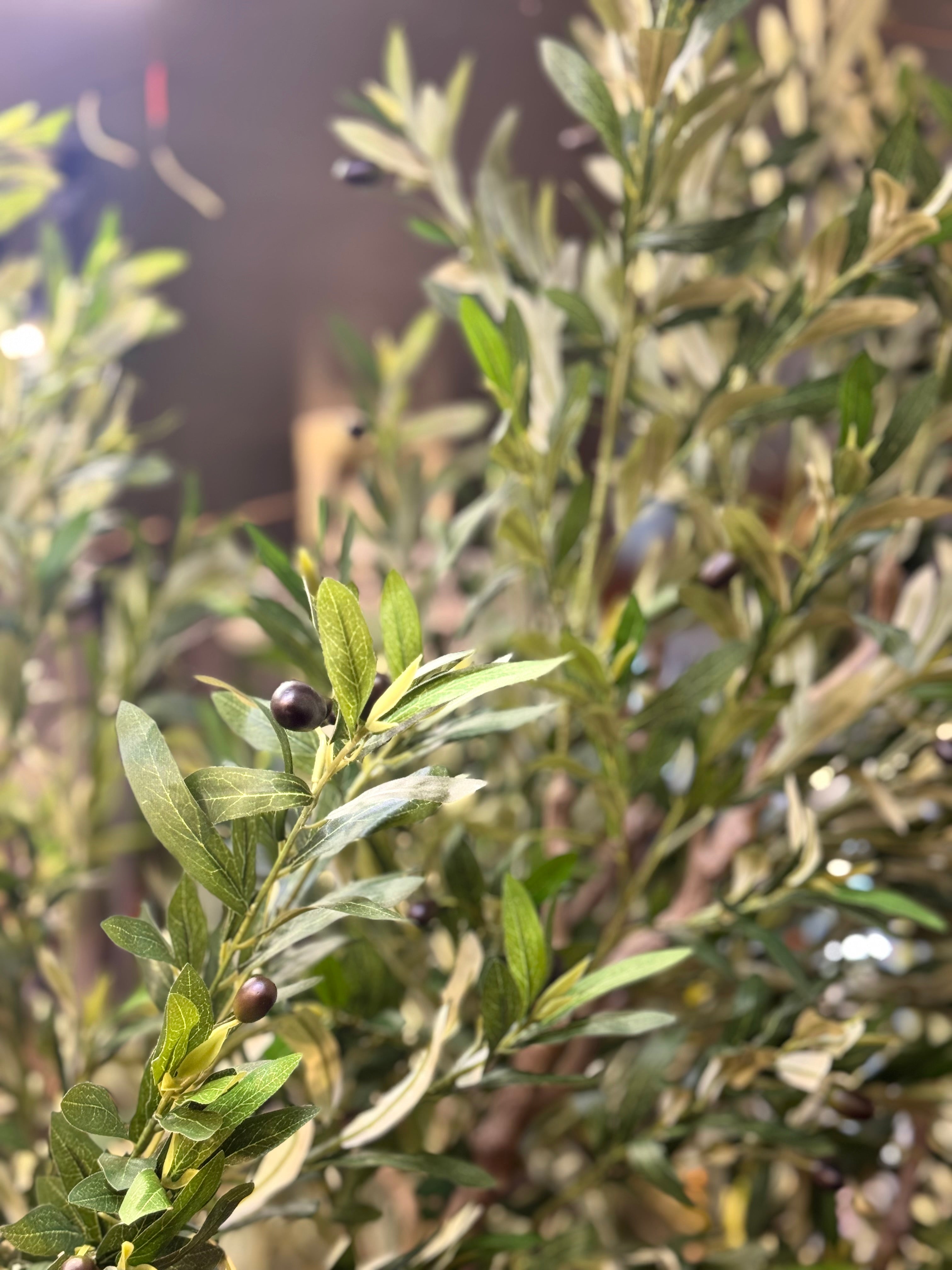 MAJESTIC OLIVE TREE