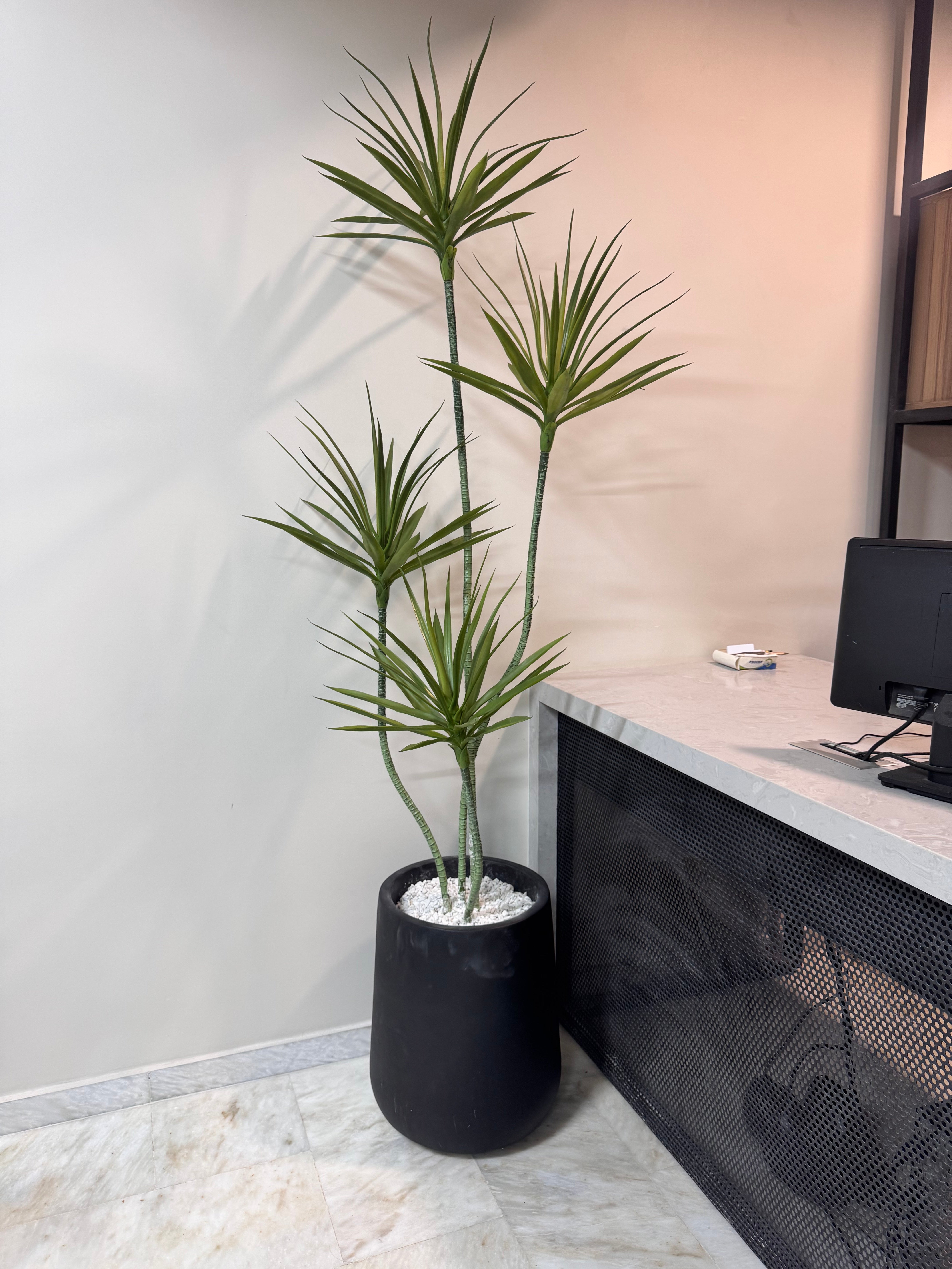 Exclusive DRACAENA PLANT