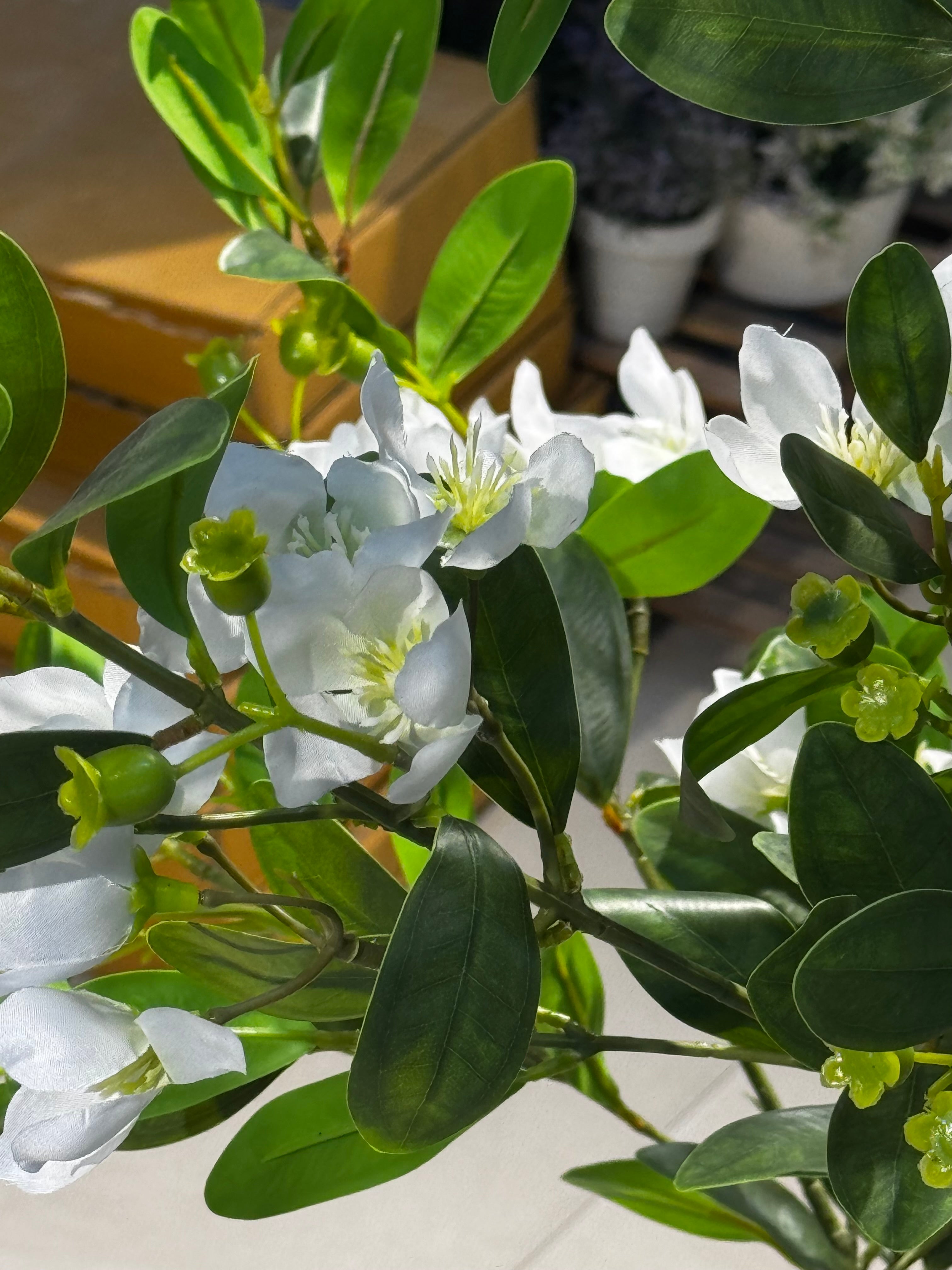 Elysian white blossom Tree