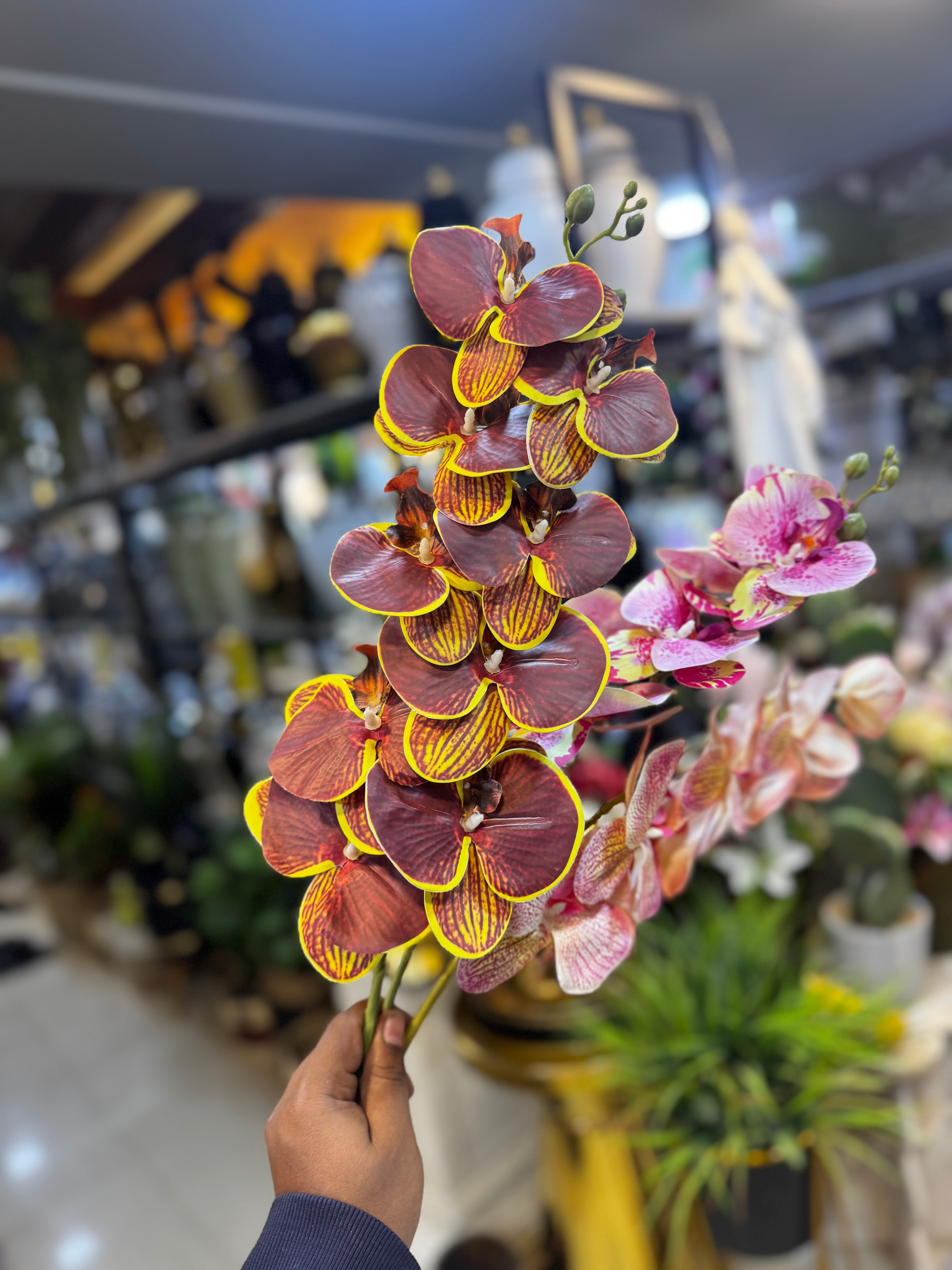 Colored Phalaenopsis