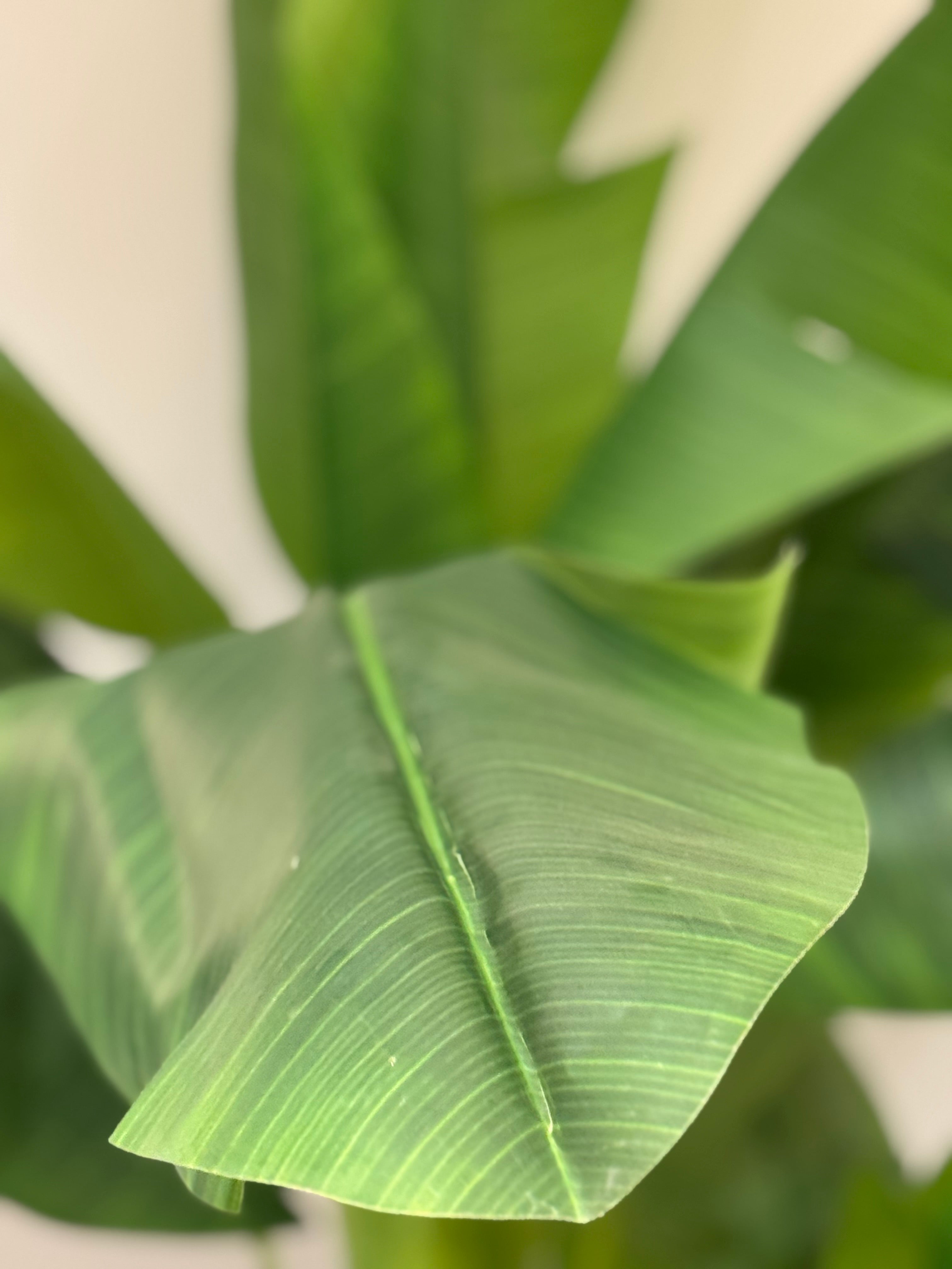 Banana palm x3