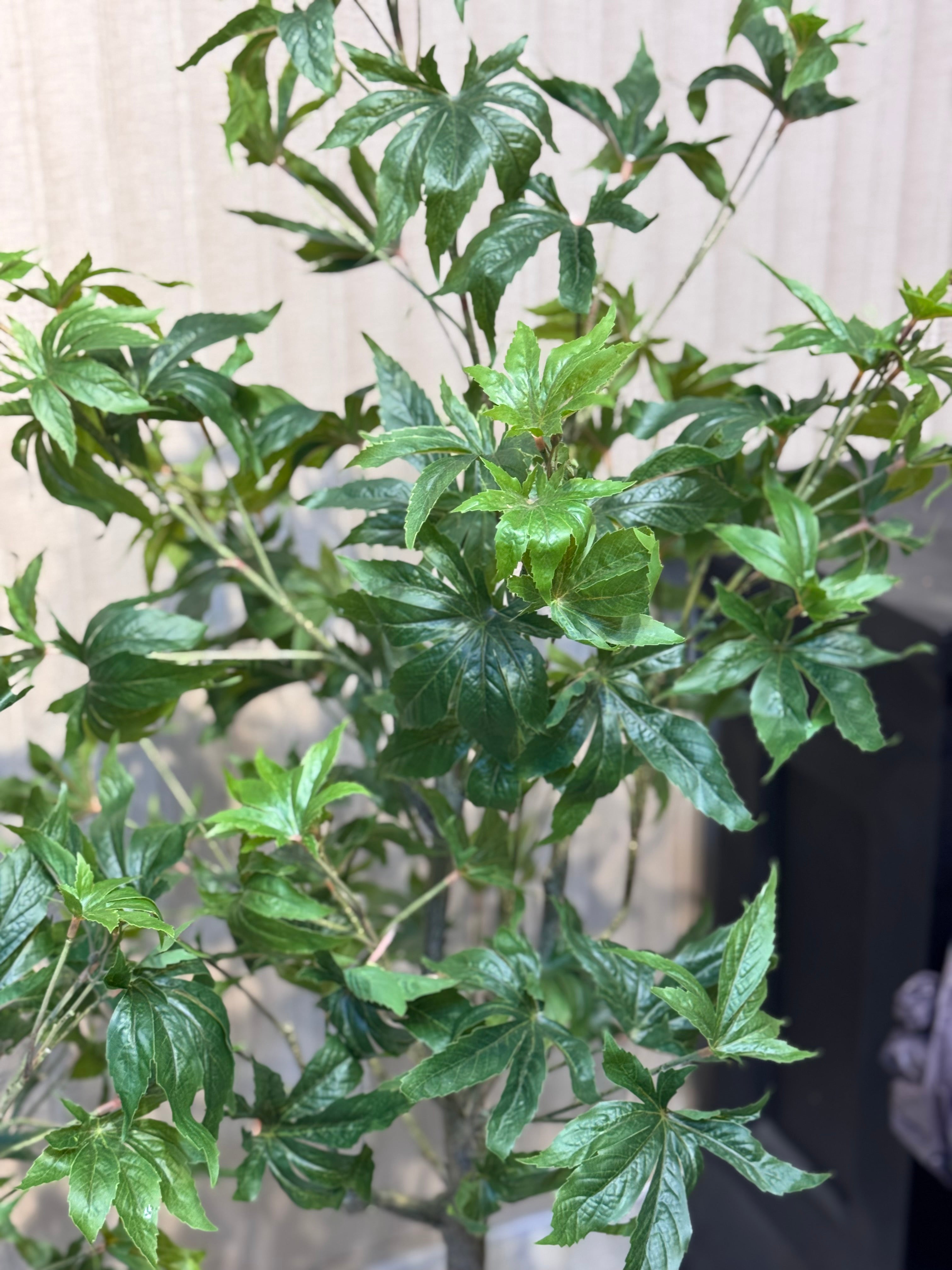 EXCLUSIVE REAL LOOKING PLANTS