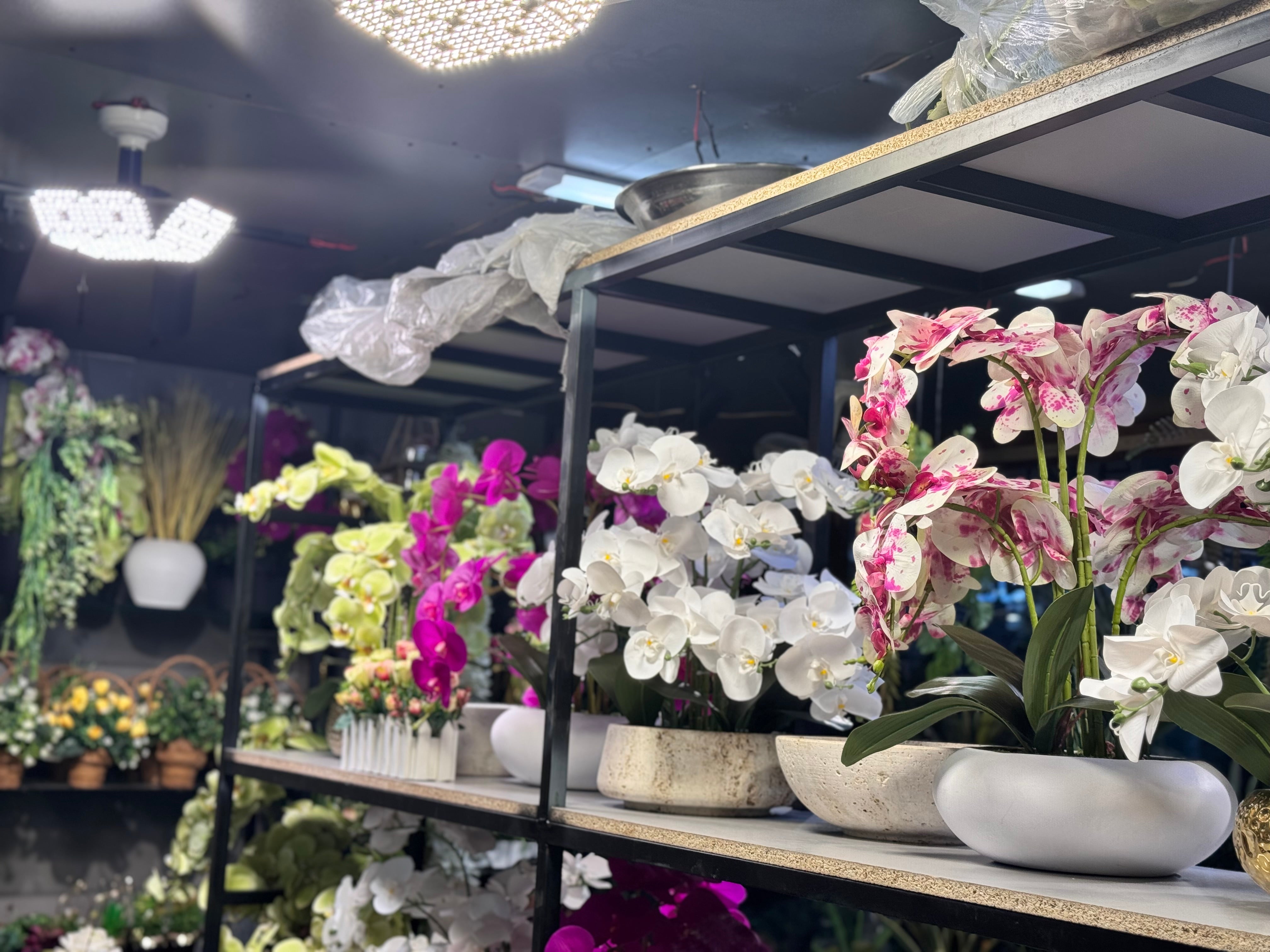 Orchids arrangements (Phalaenopsis)