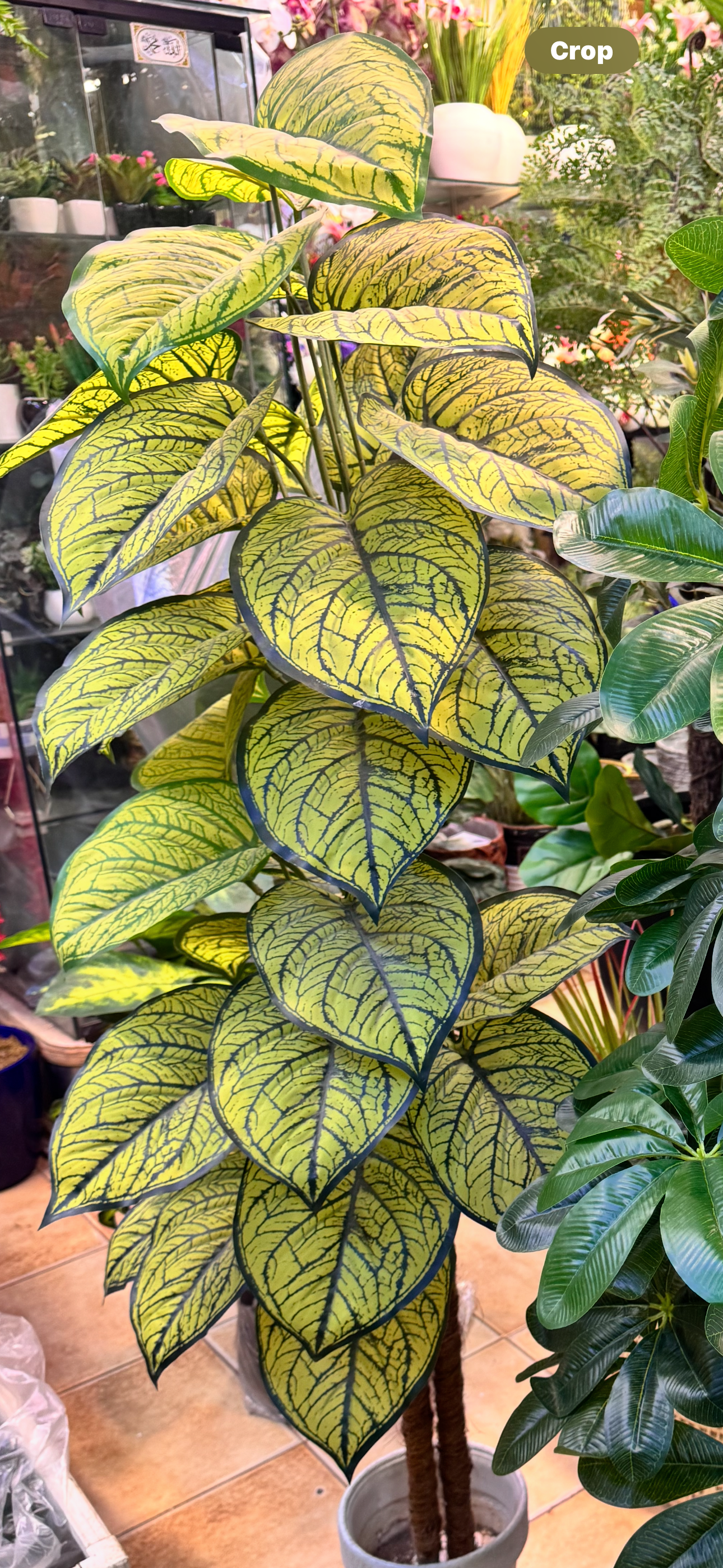 36 leaves Arrangments