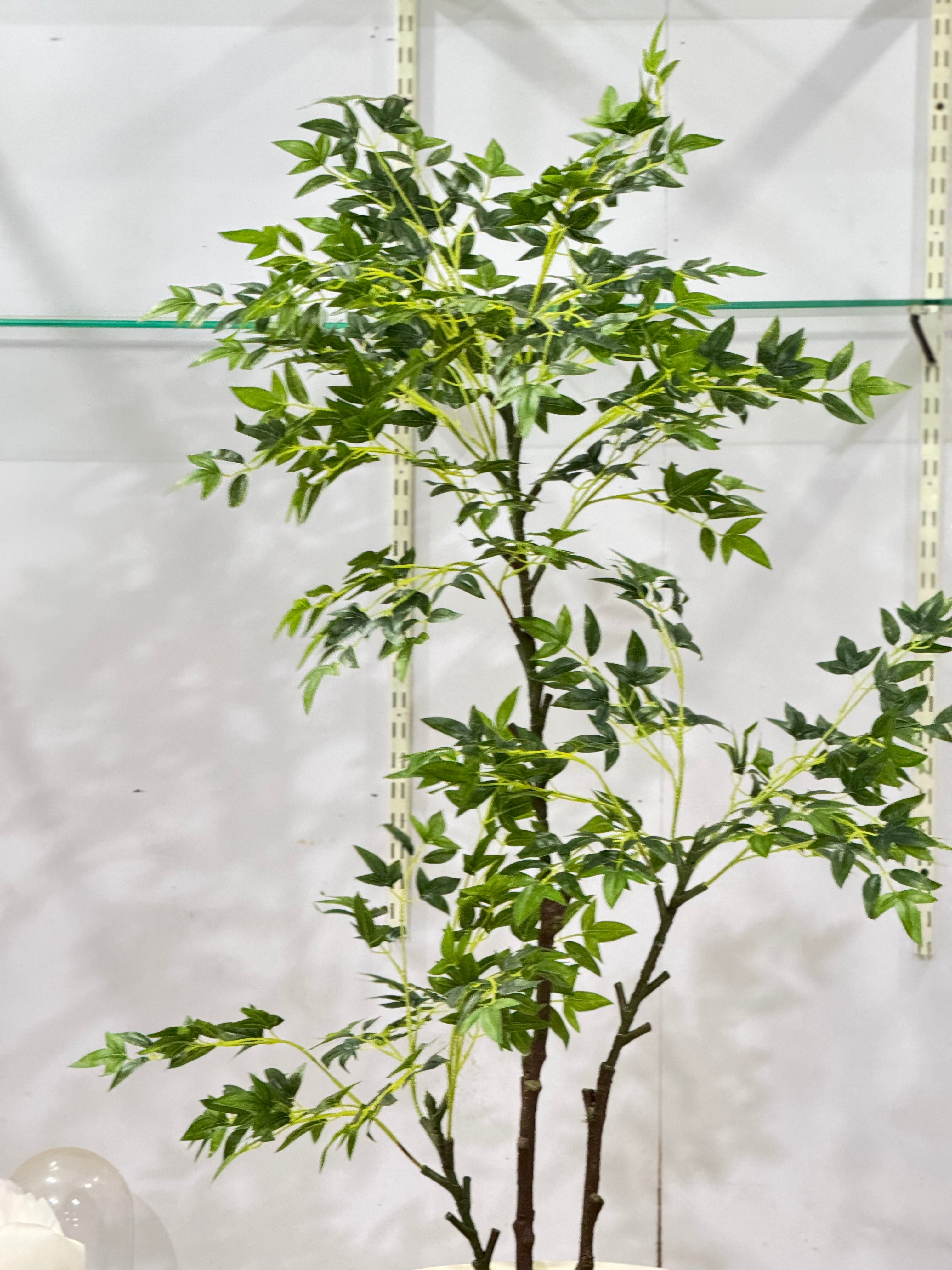 AURELIA PLANT