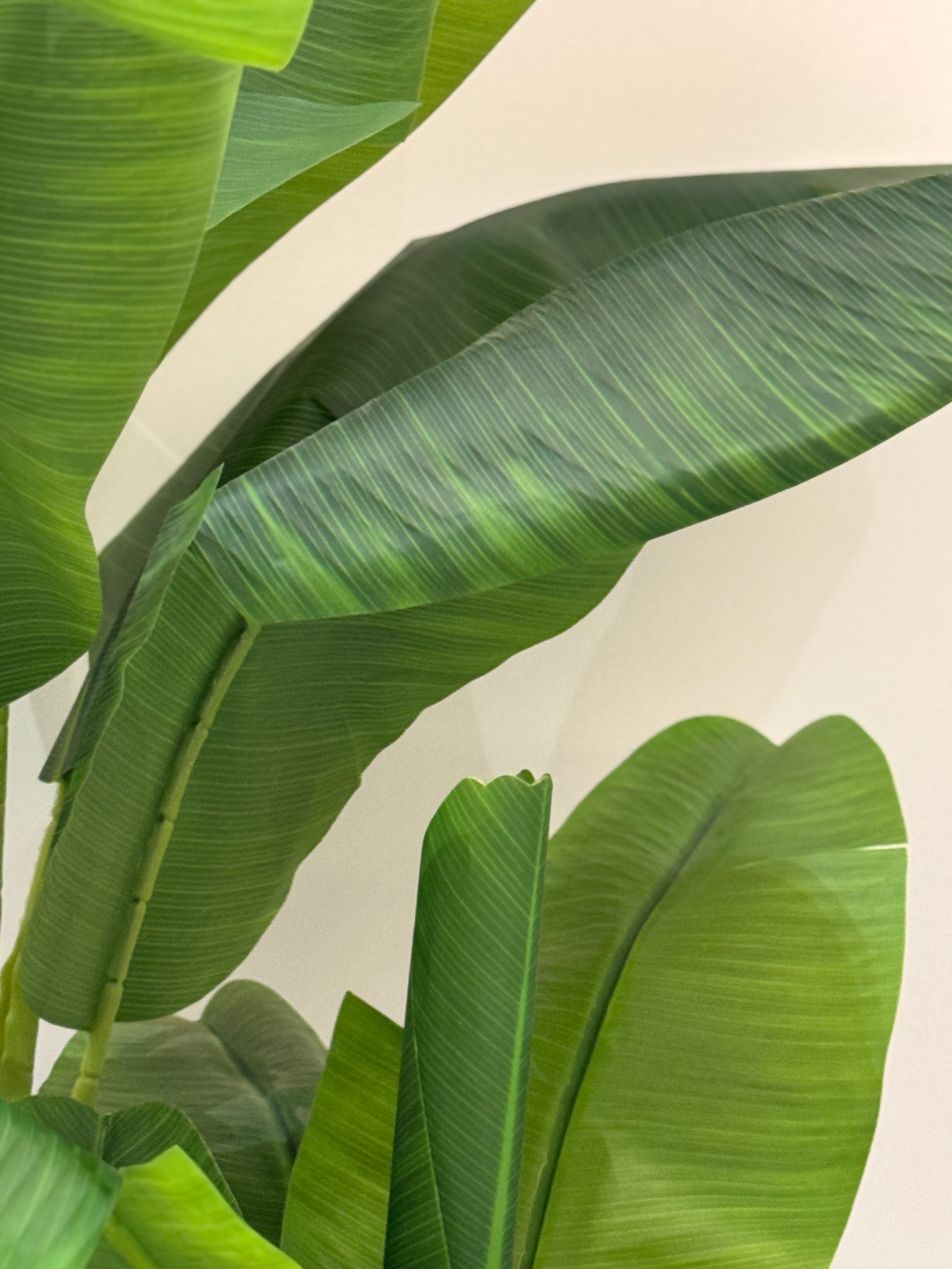 Banana palm x3