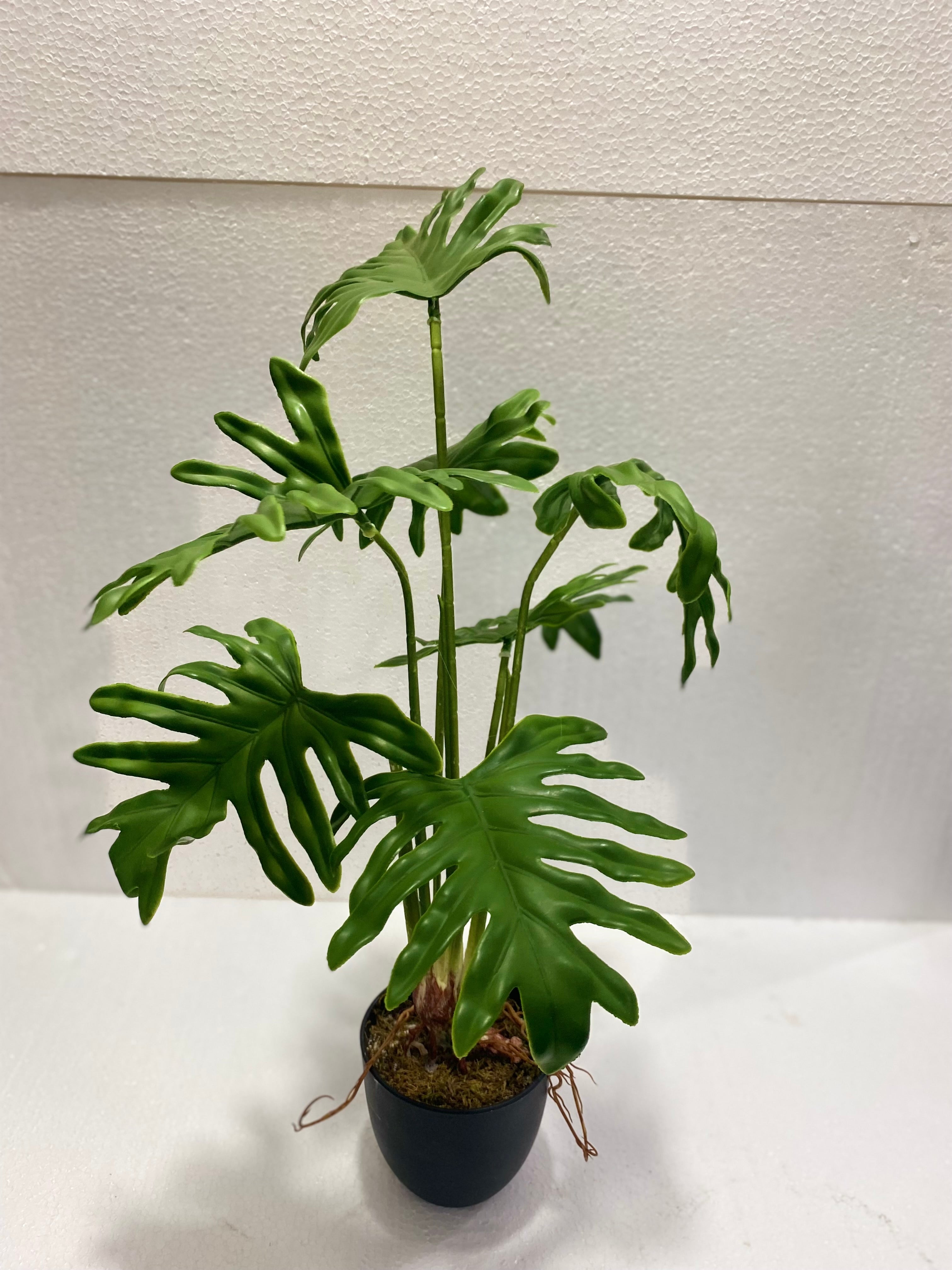 Schefflera mini pots