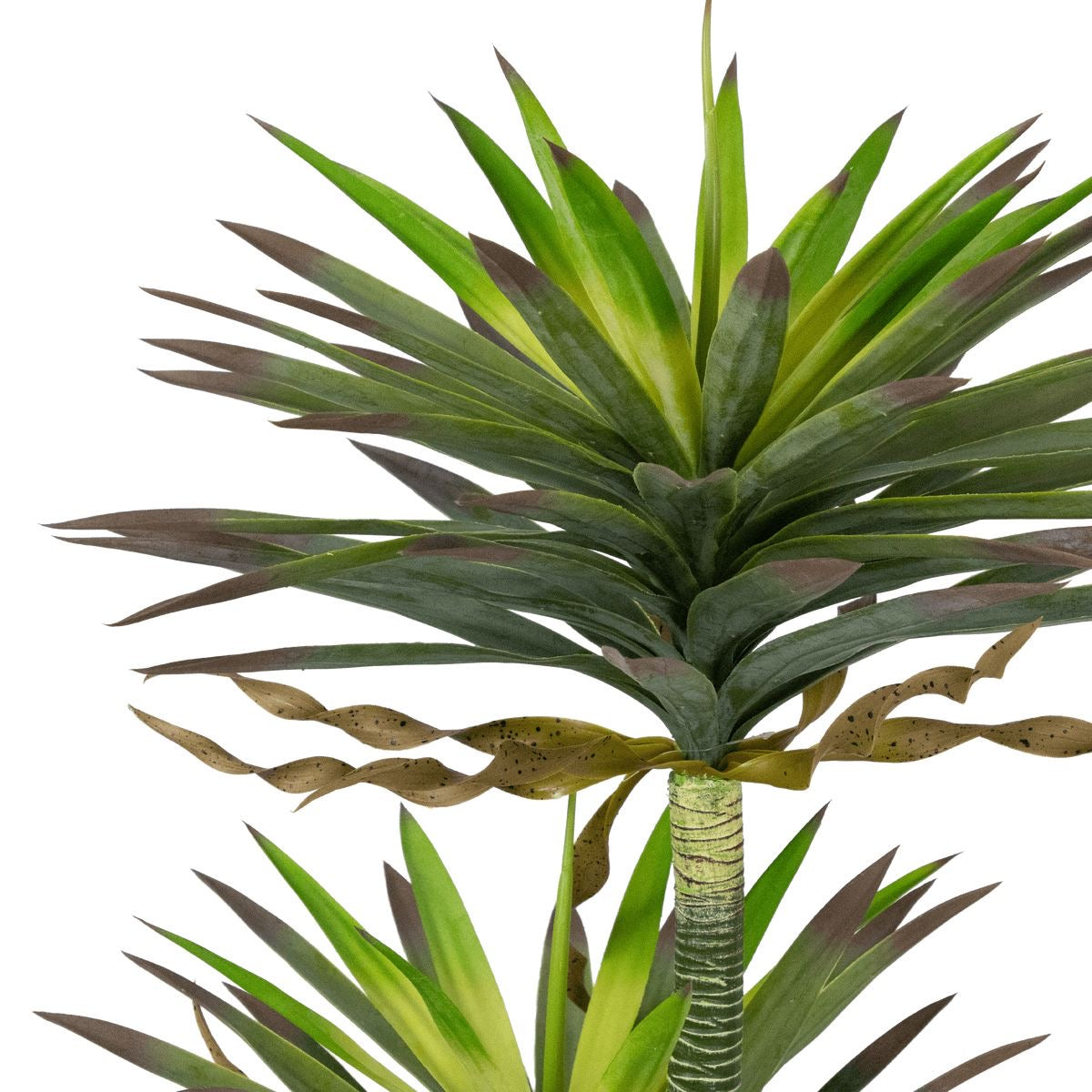 Premium DRACAENA