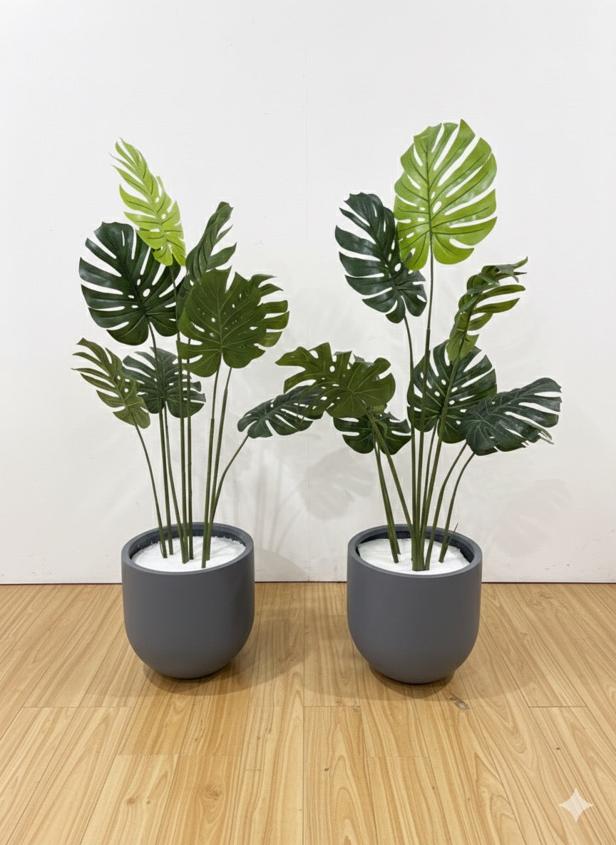 Premium Monstera with planter