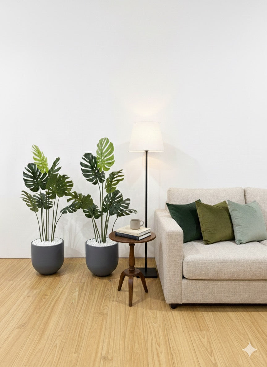 Premium Monstera with planter