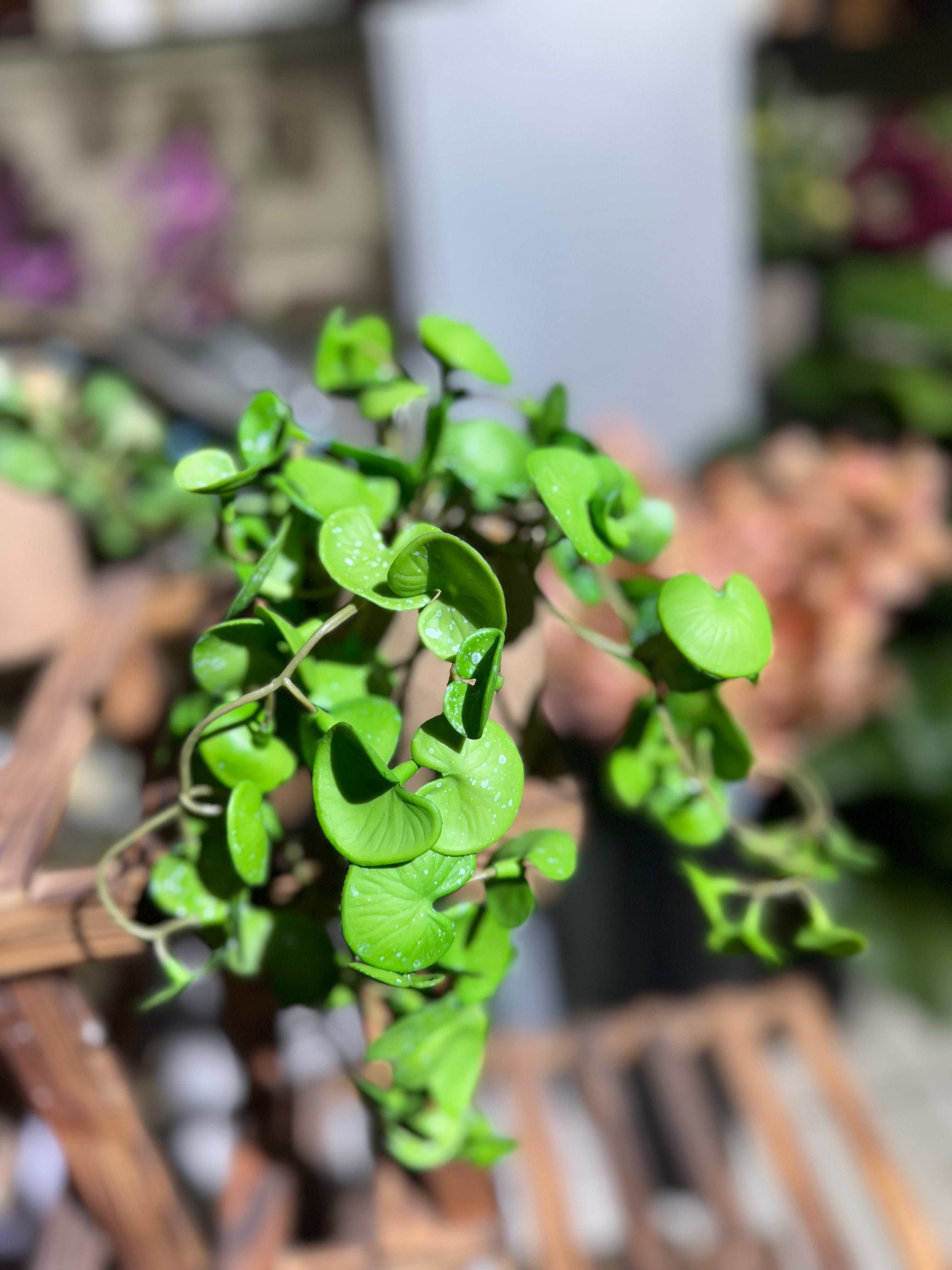 Real Looking hanging plants pot is