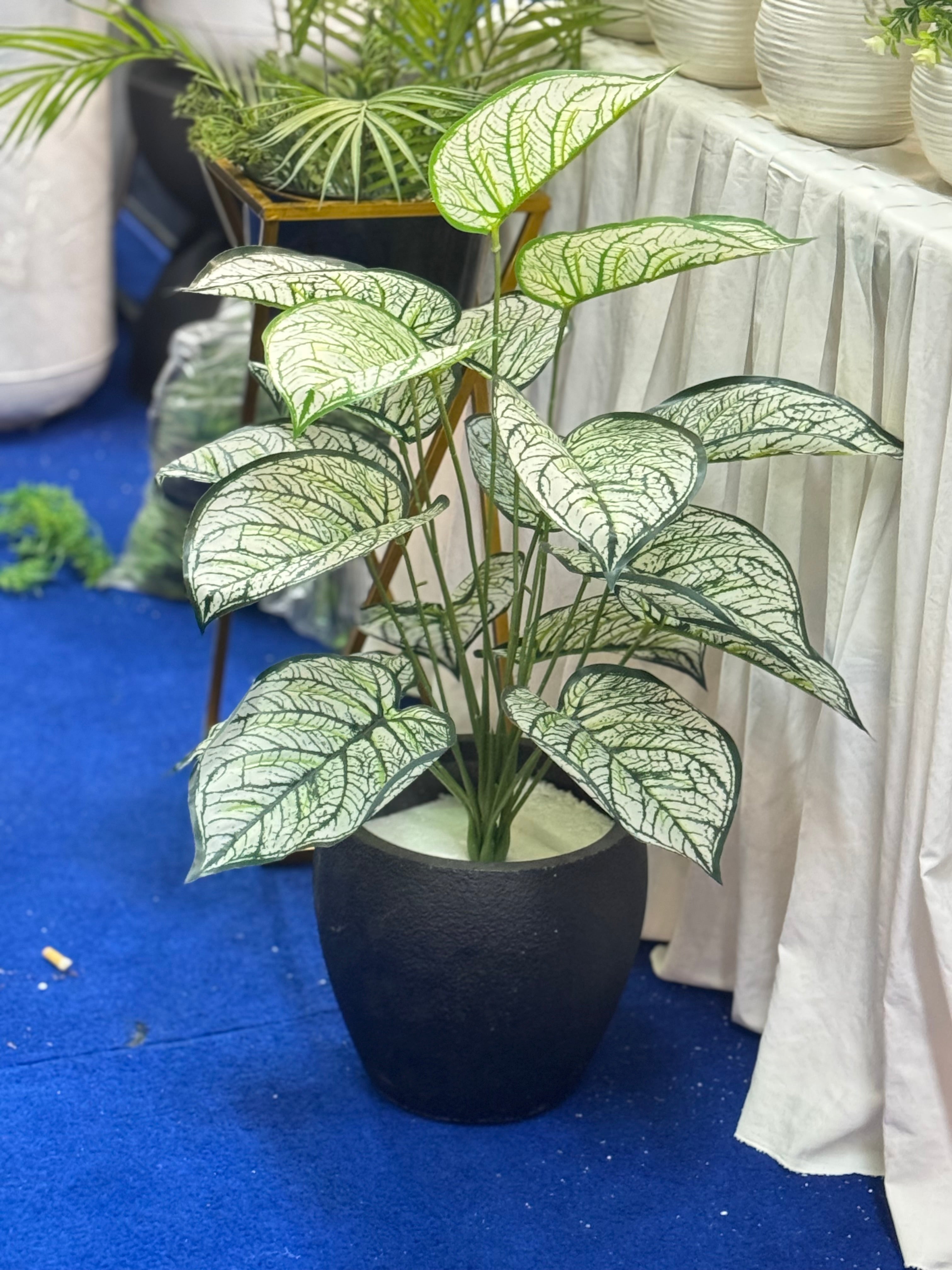 Premium money plants with fiber pot