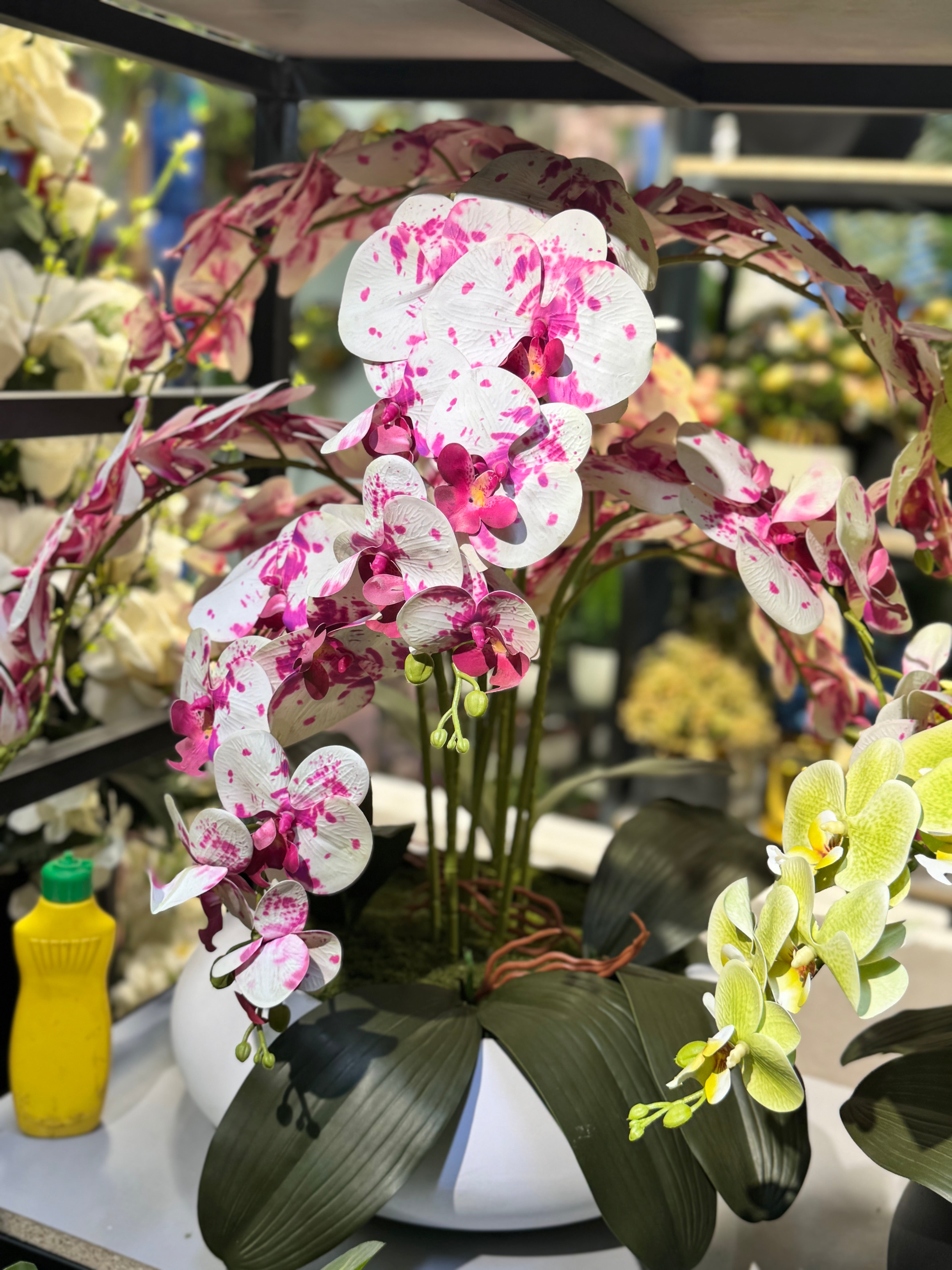 Orchids arrangements (Phalaenopsis)