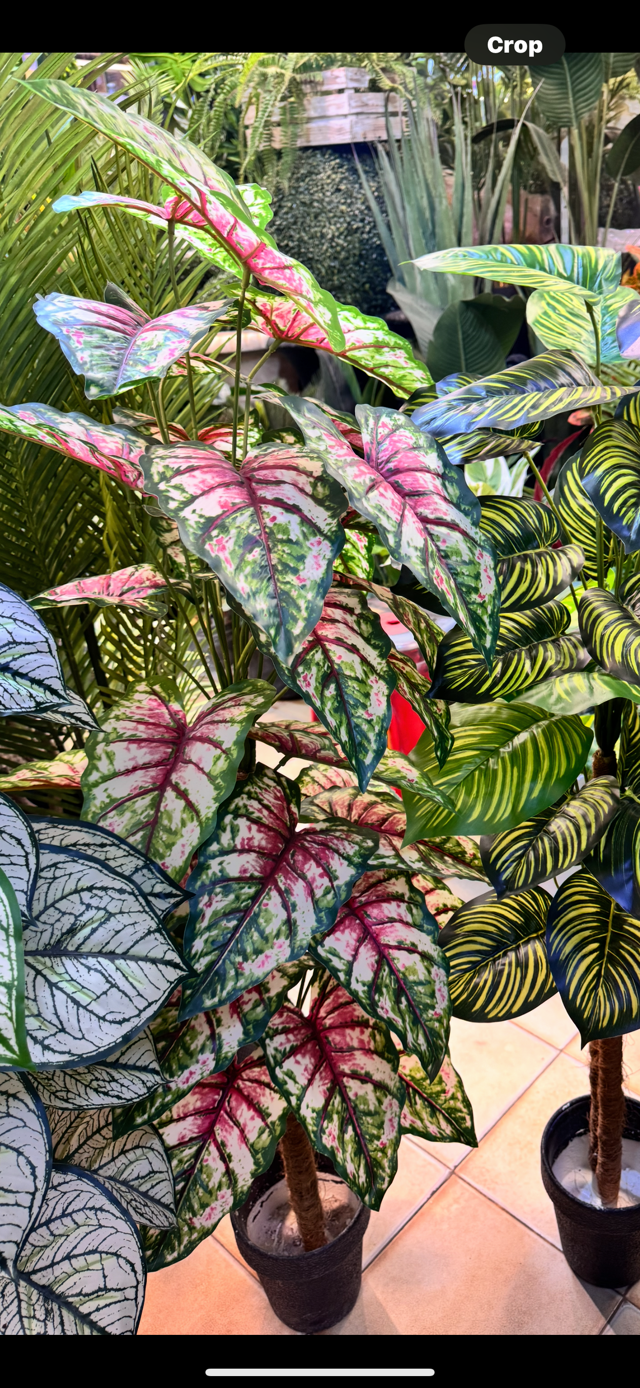 36 leaves Arrangments