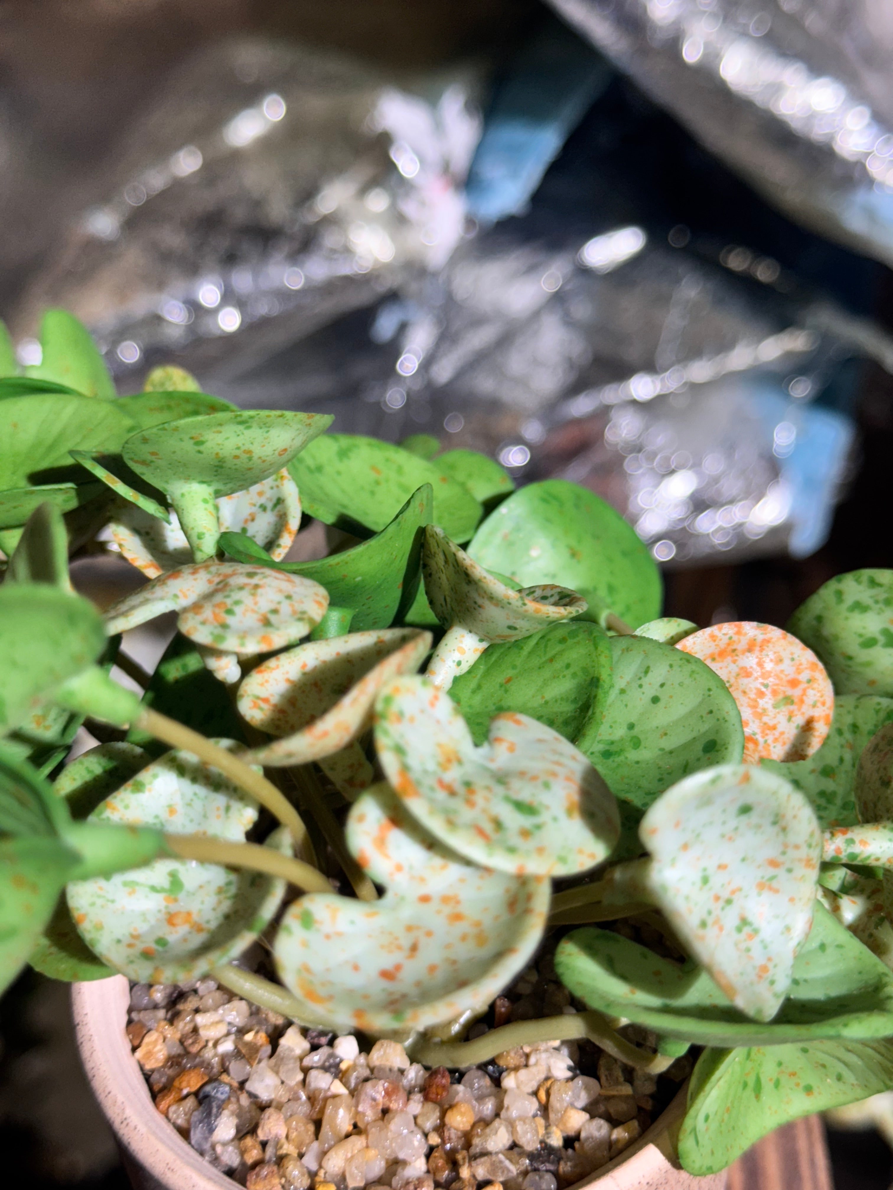 Real Looking hanging plants pot is