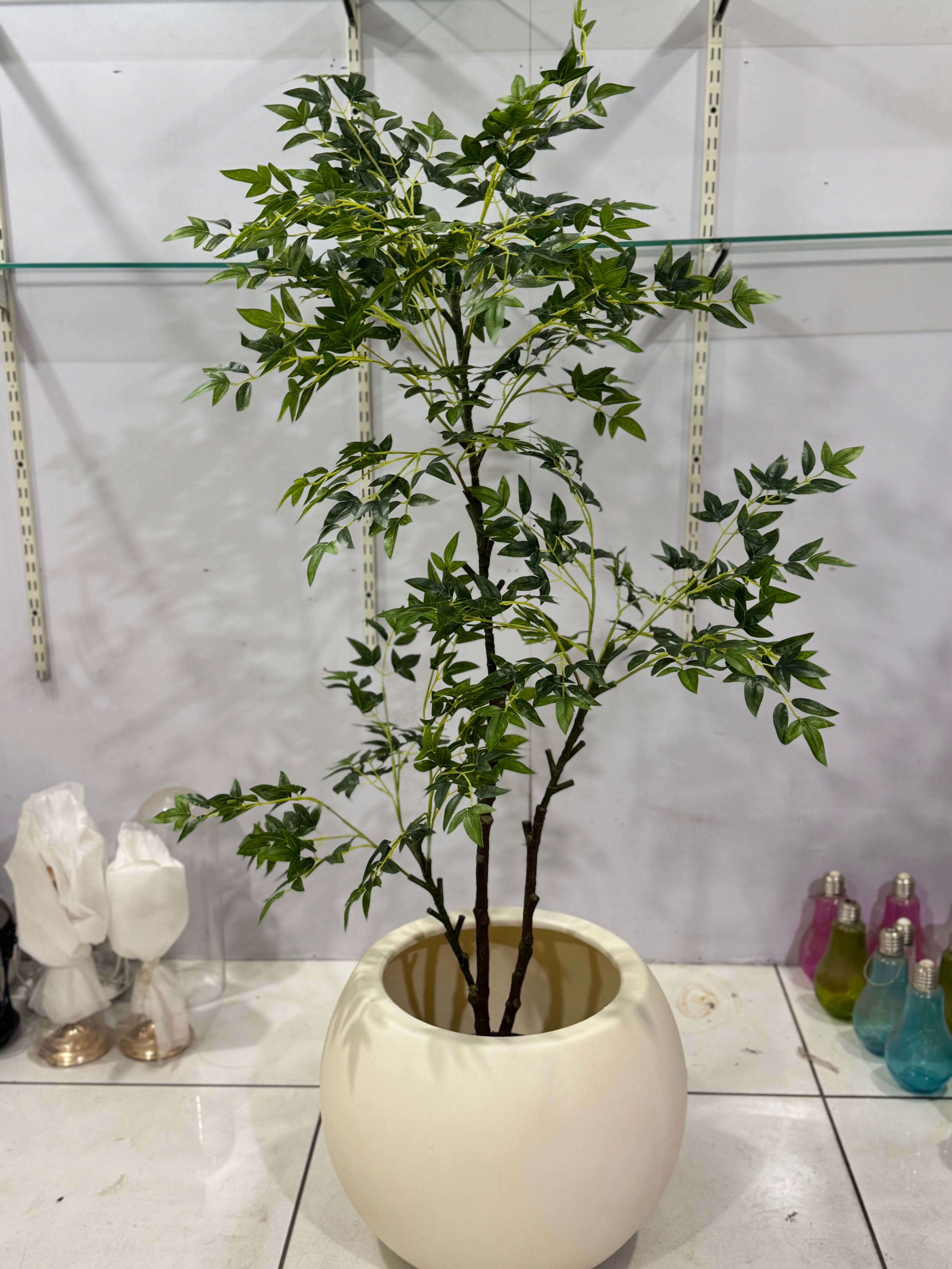 AURELIA PLANT