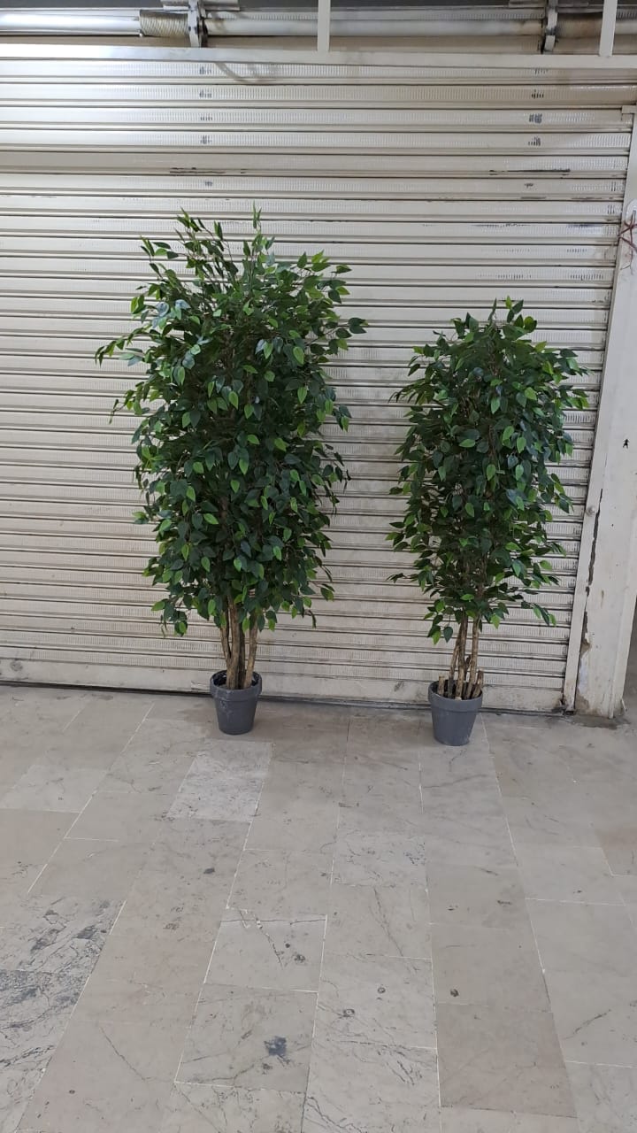 Bushy ficus tree