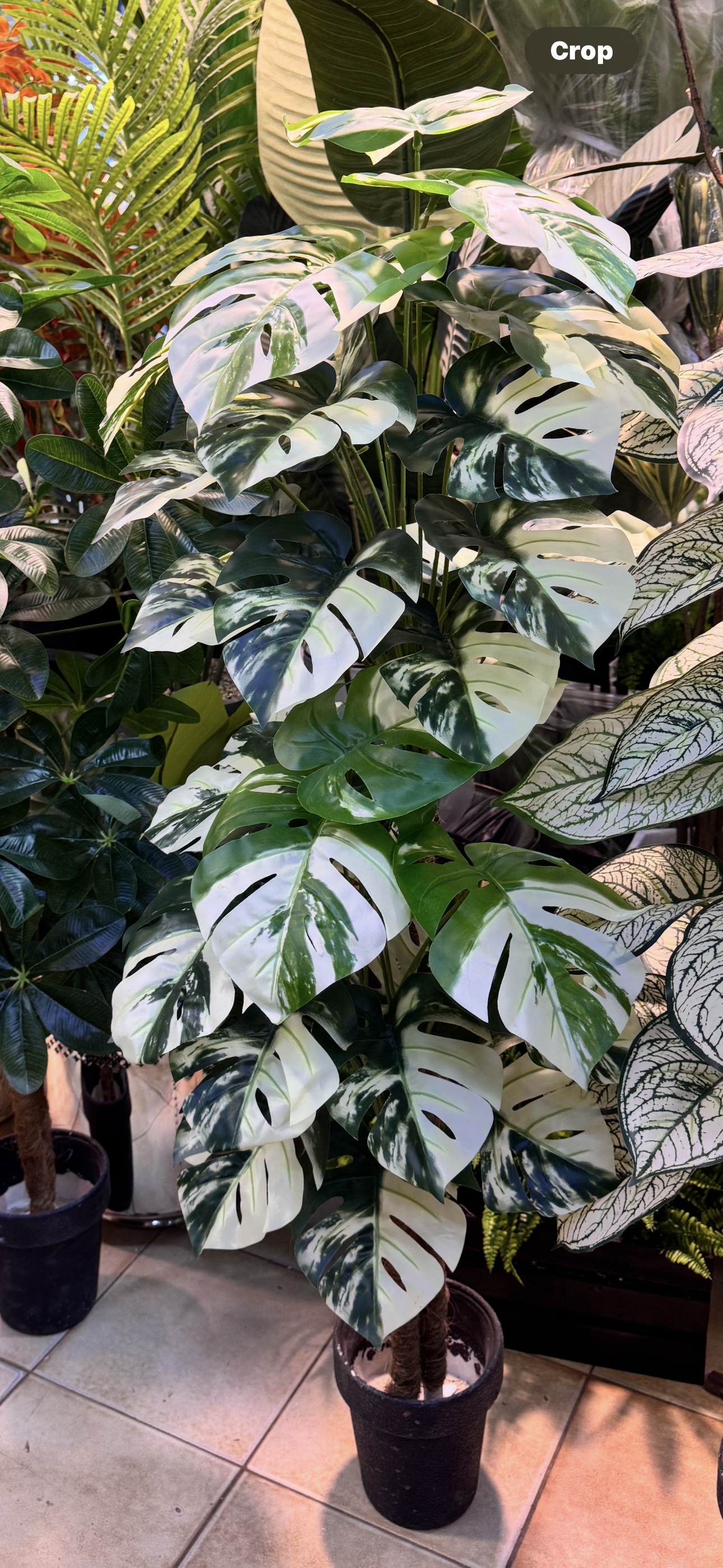 36 leaves Arrangments