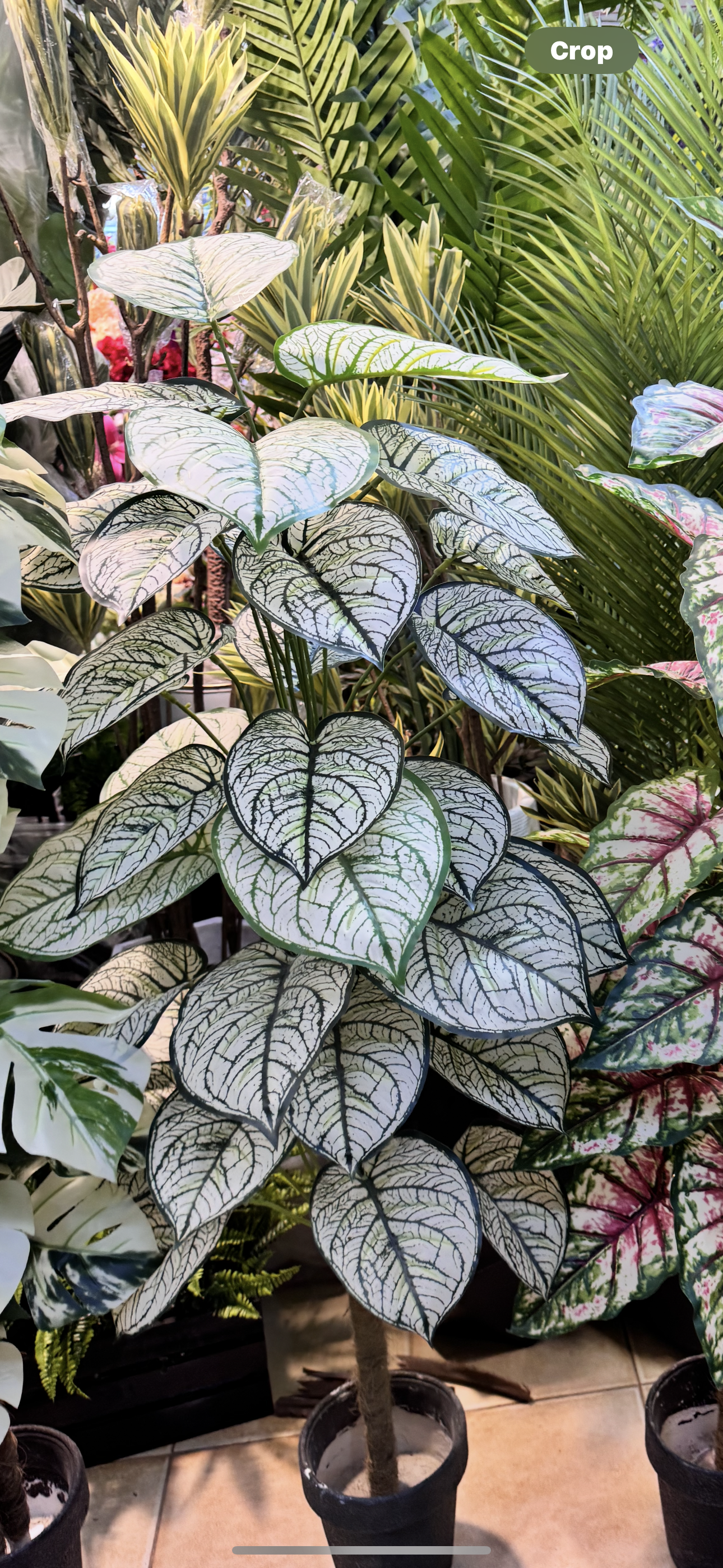36 leaves Arrangments