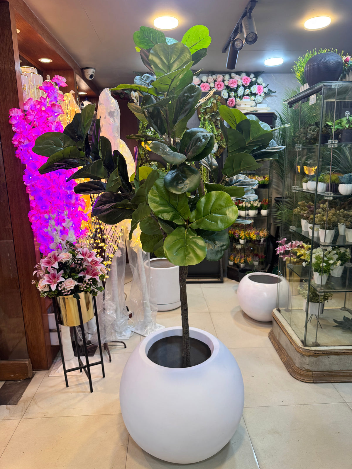 Premium Fiddle fig tree – Fantasia Florist