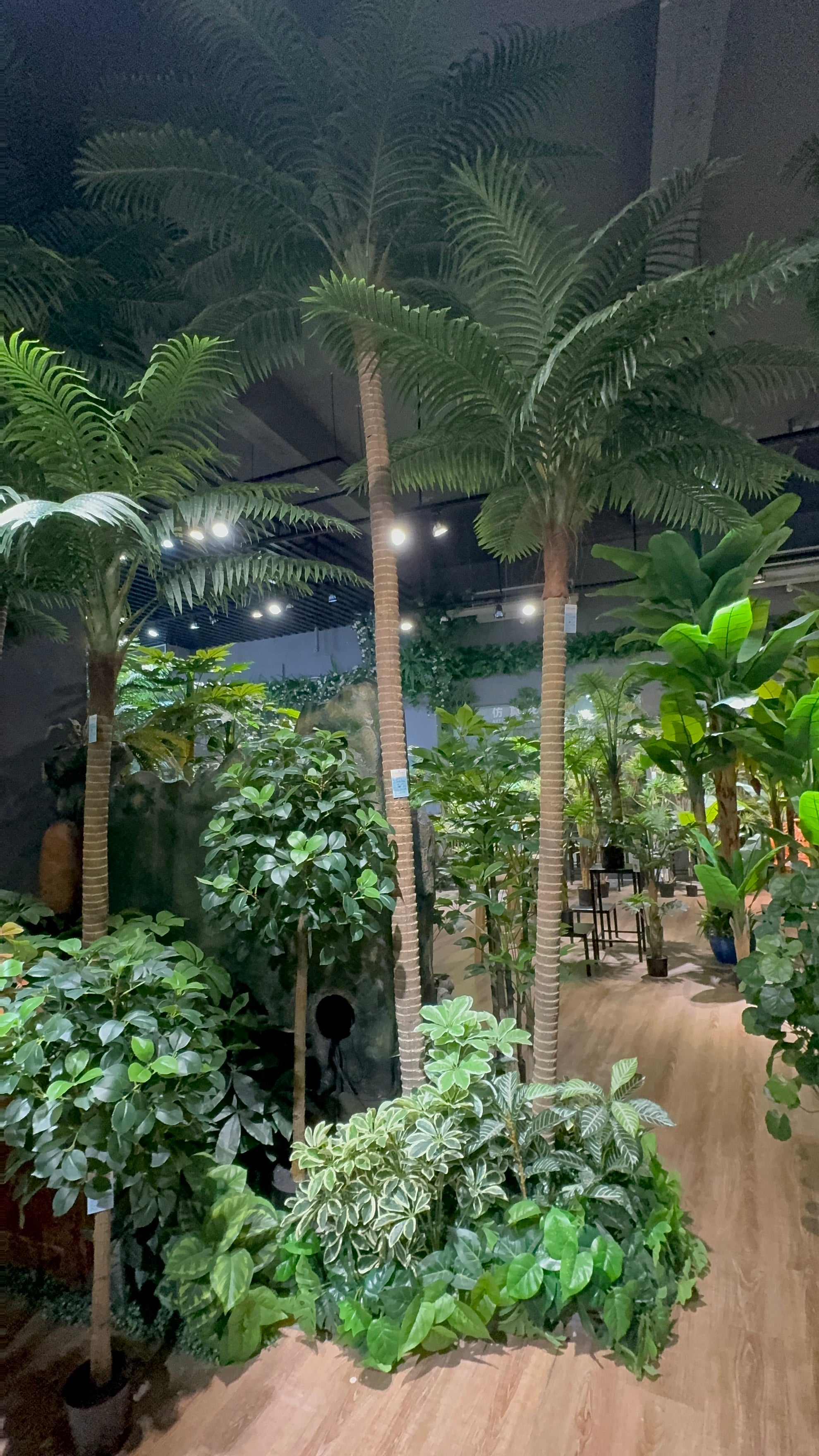 COCONUT PALM TREES