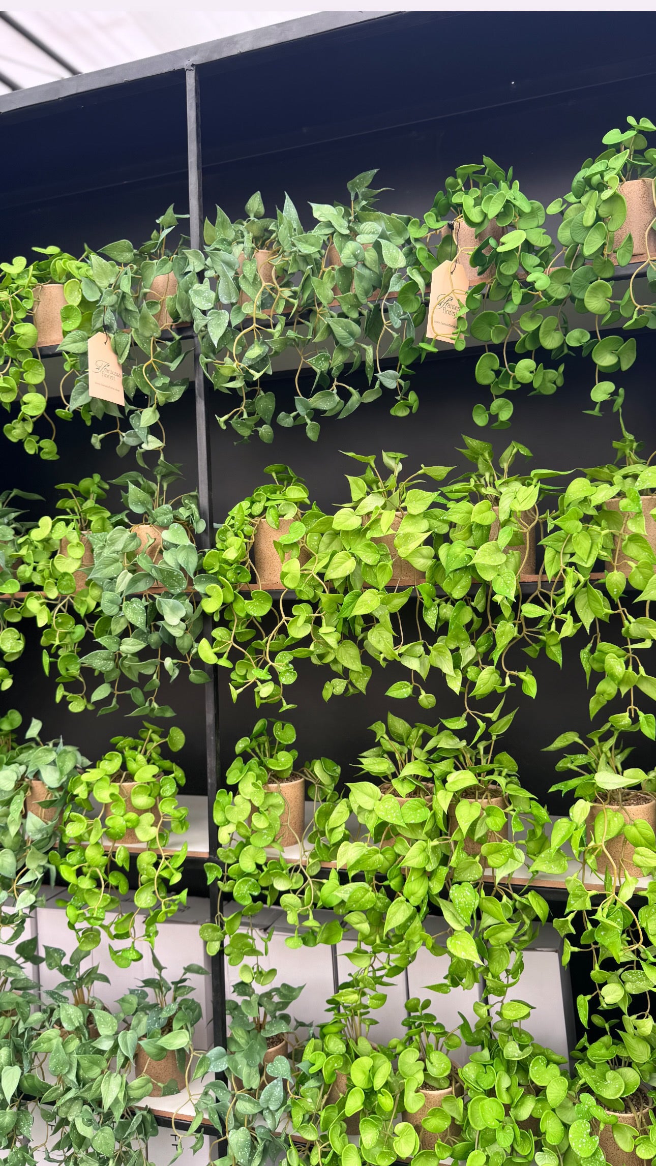 realistic hanging plants Real Looking hanging plants – Fantasia Florist