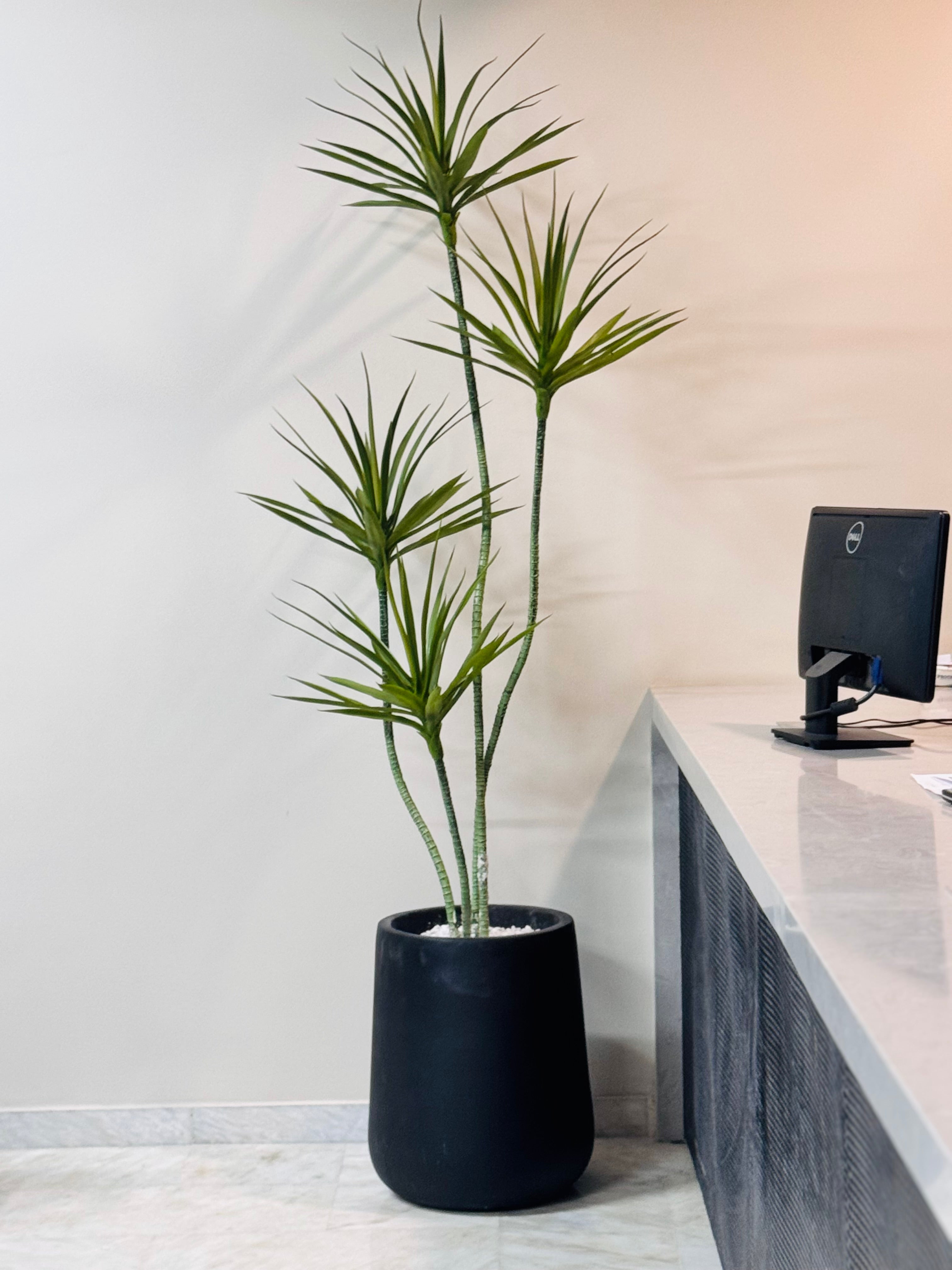 Exclusive DRACAENA PLANT
