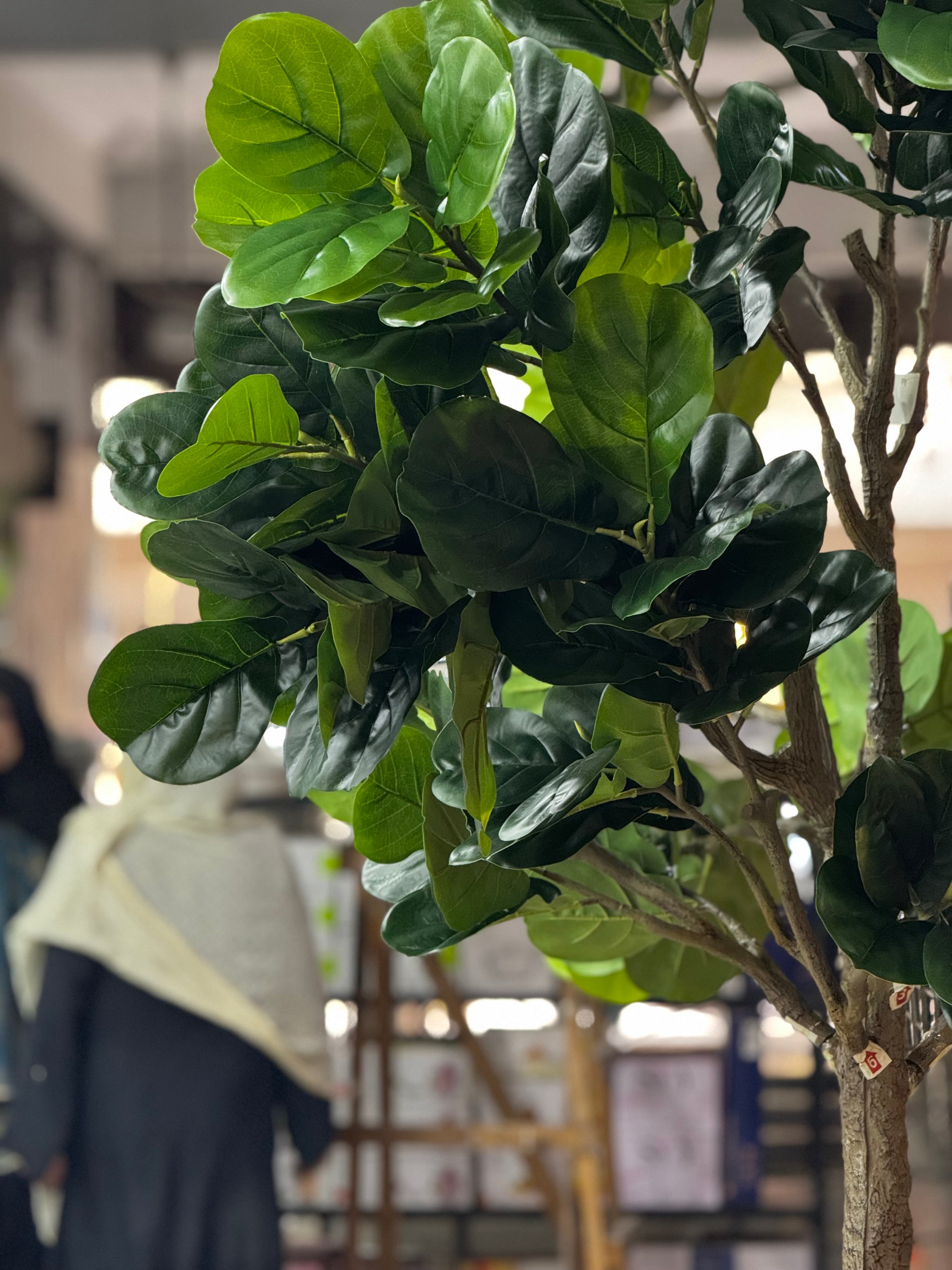 Majestic Fiddle Fig Tree