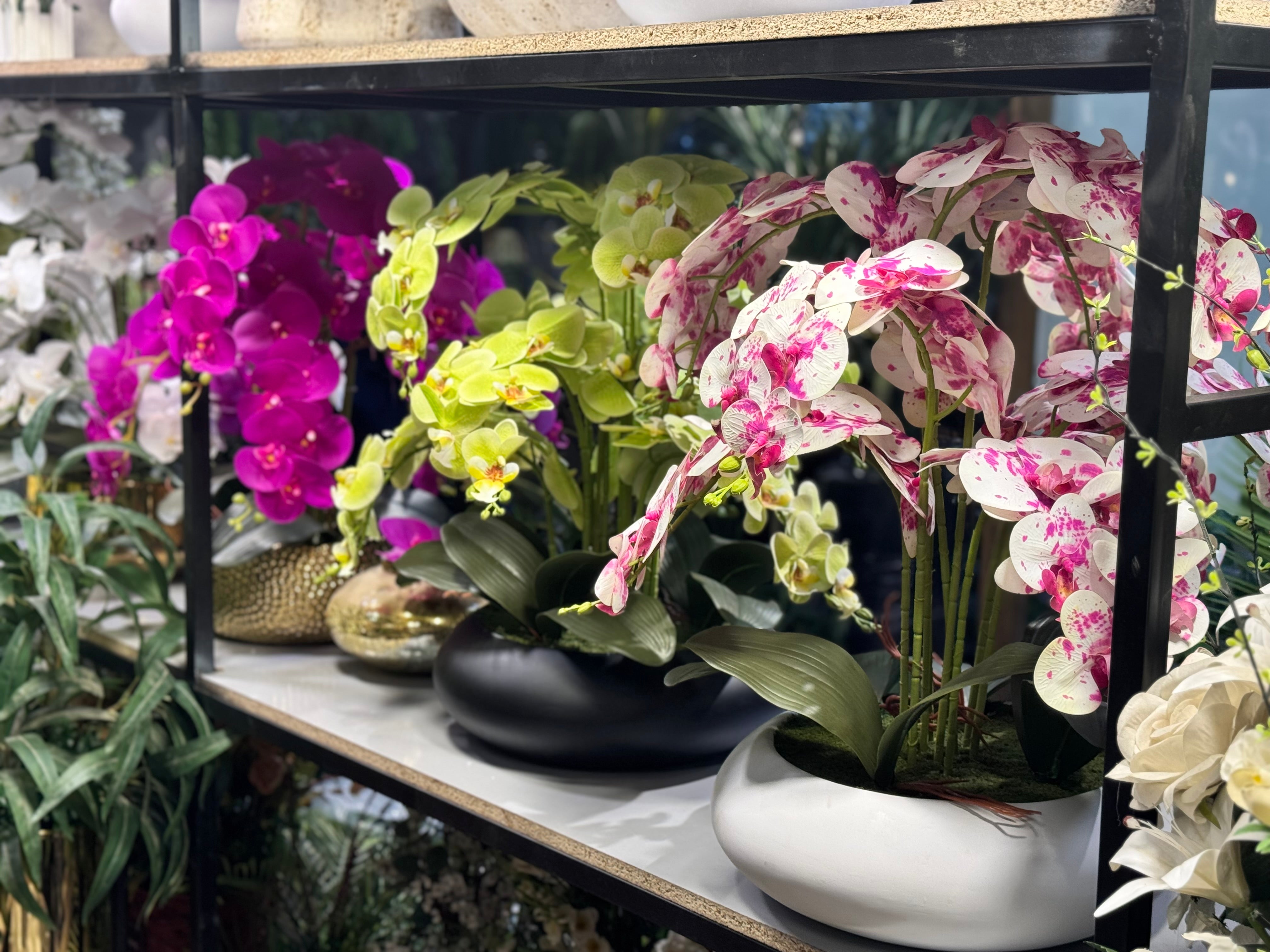 Orchids arrangements (Phalaenopsis)