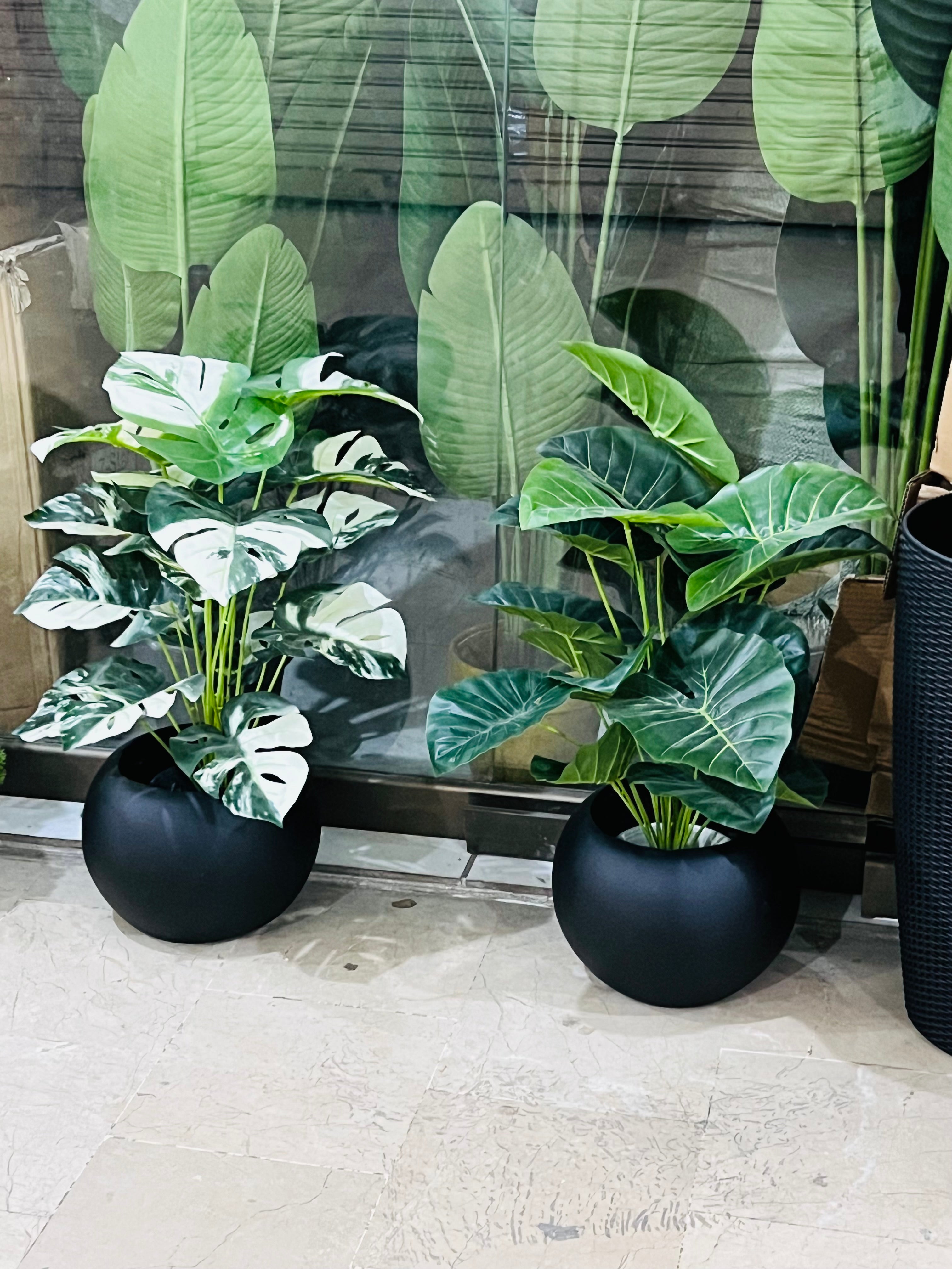 Green plants with Round planter