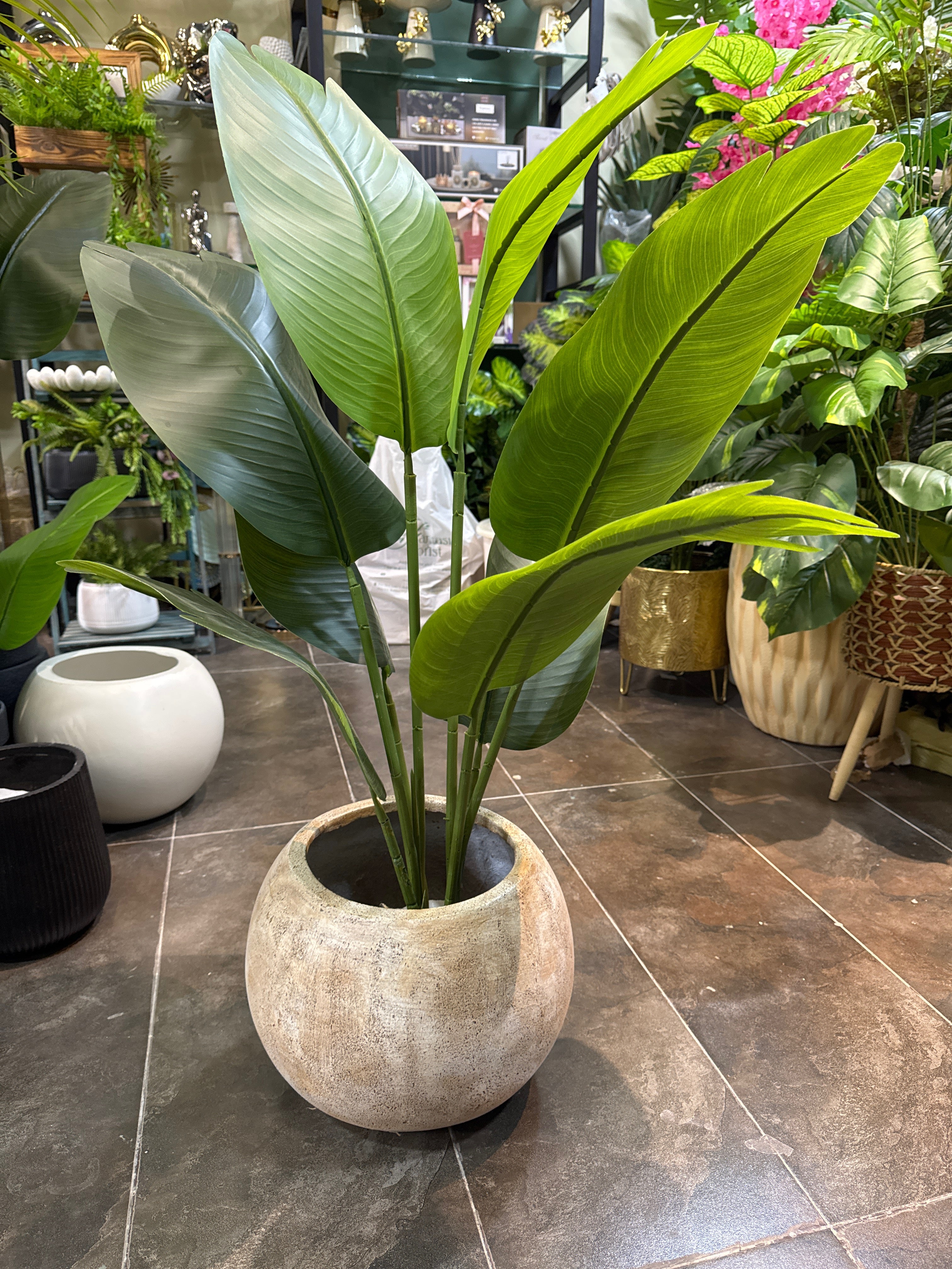 Banana Palm with Stone-Finish pot