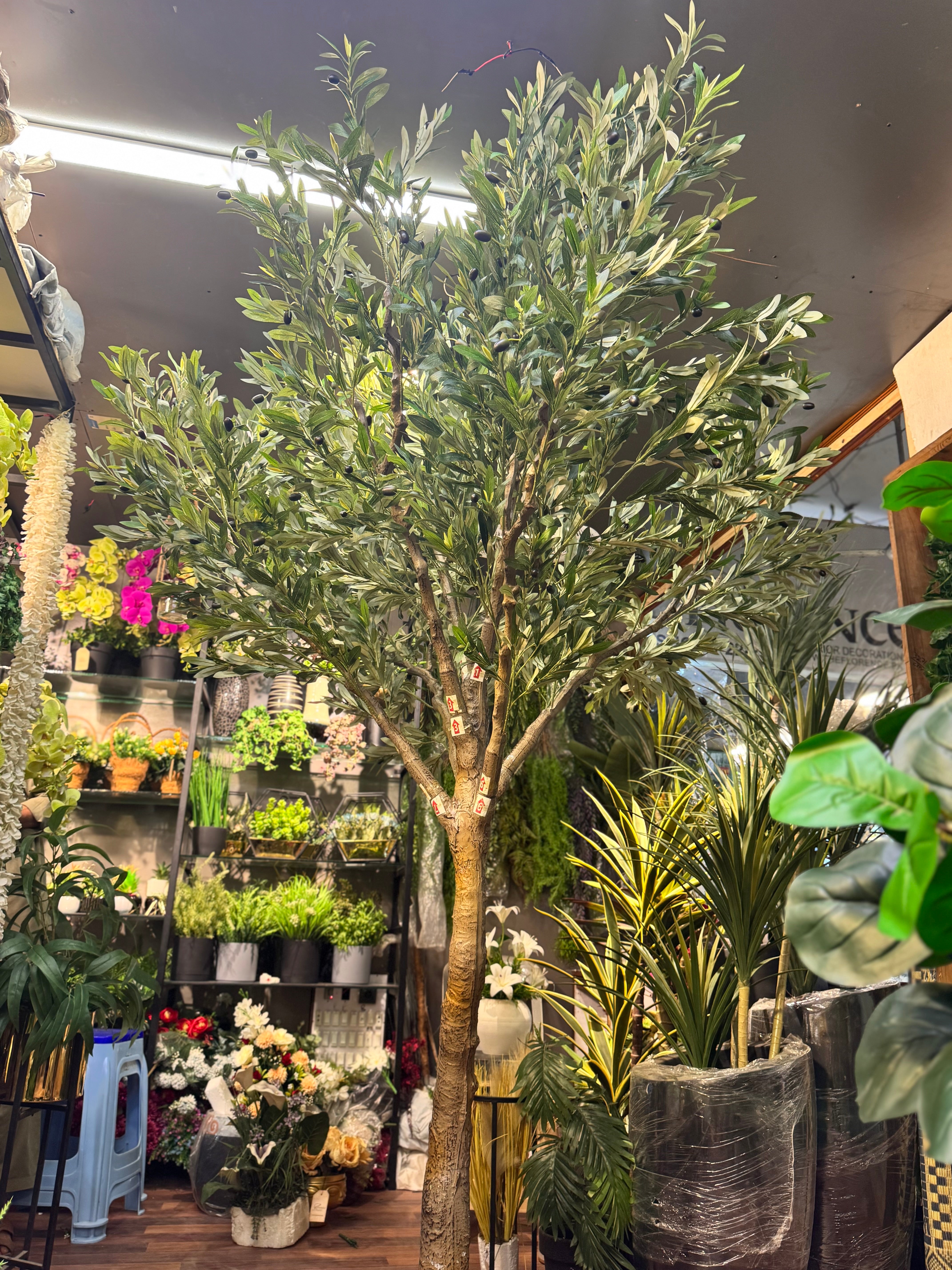 MAJESTIC OLIVE TREE