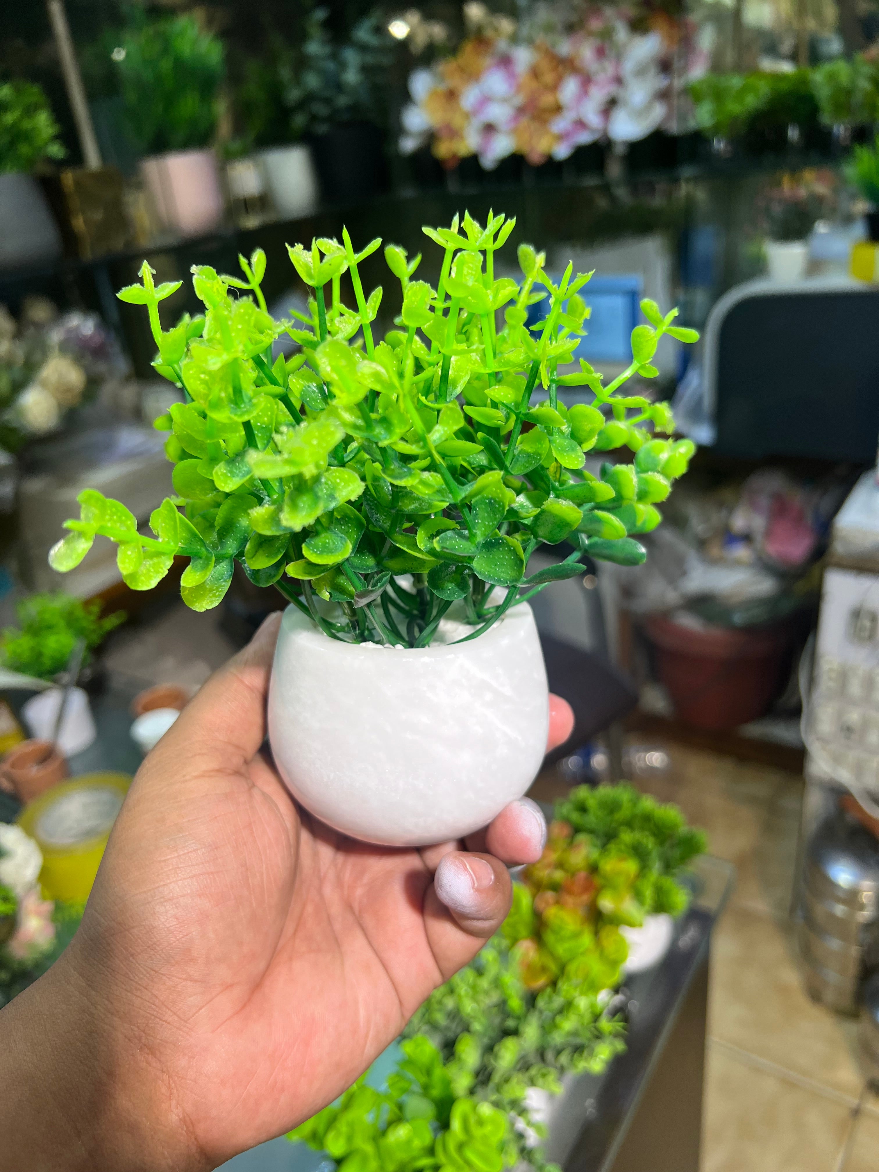 Marble succulents